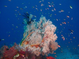 Seafan coral fan garden Gili Air DIvers (1 sur 1)