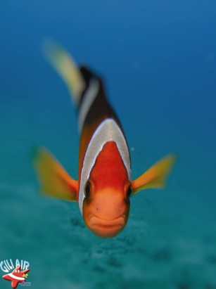 nemo clown fish gili air divers
