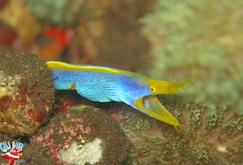 Blue ribbon eel gili air divers plongee