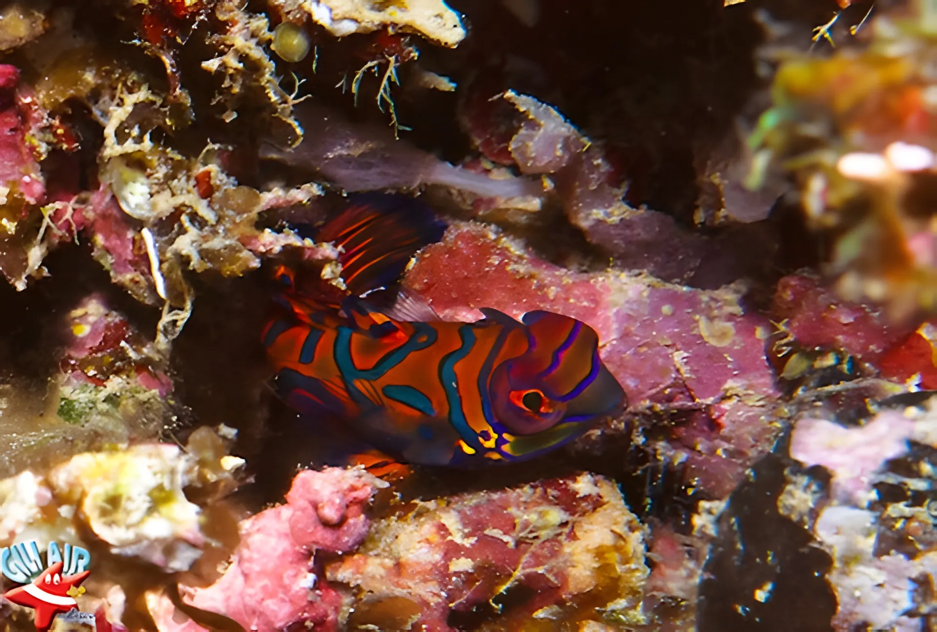 We know now where the Mandarin Fish is hiding...