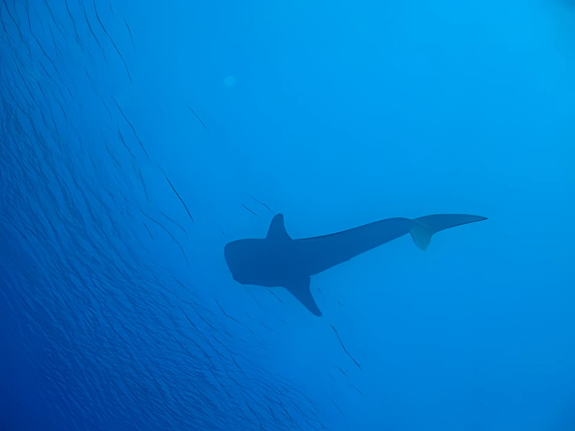 Whale Shark in Takat Piniu