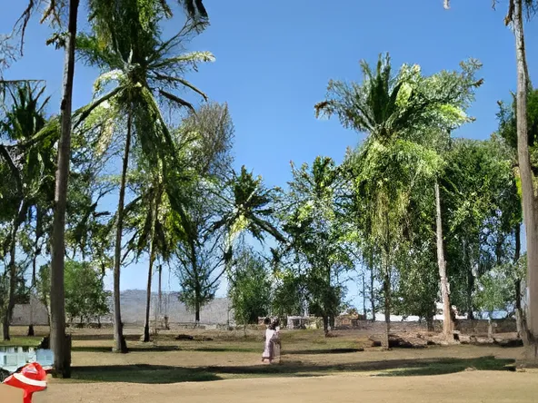 Coconut tree on the beach