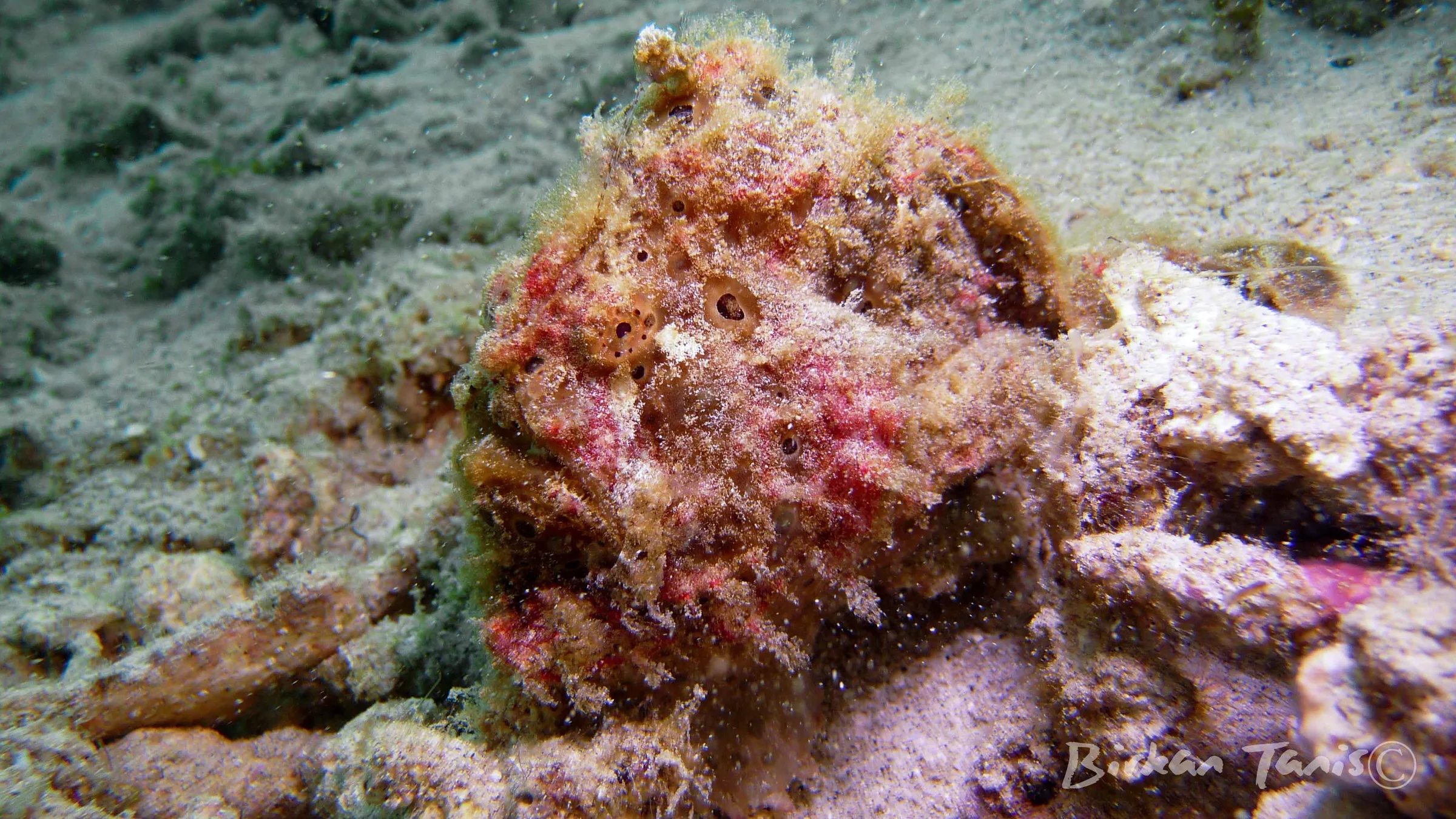 Frogfish in pink coral garden