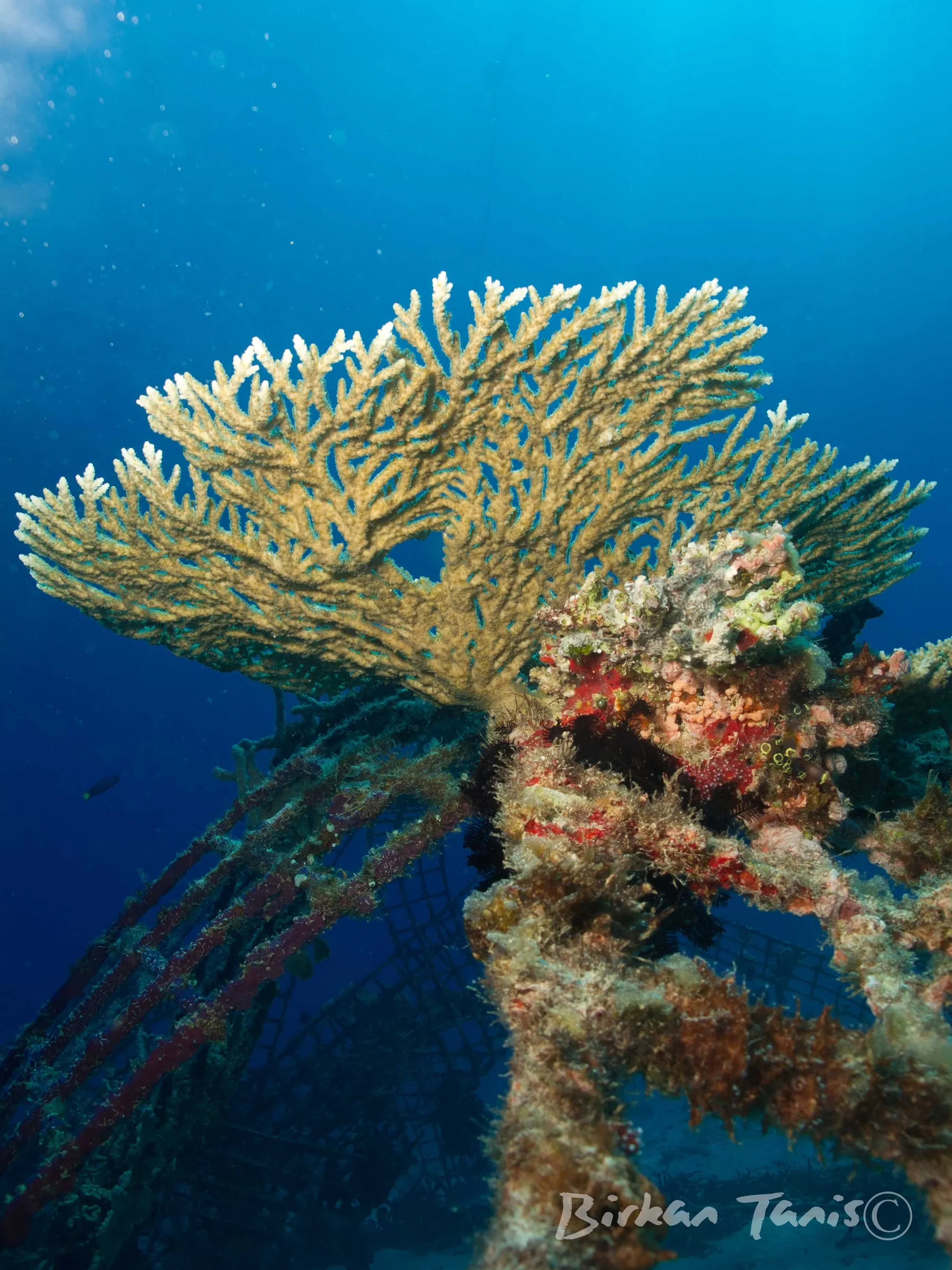 White sea fan on reef