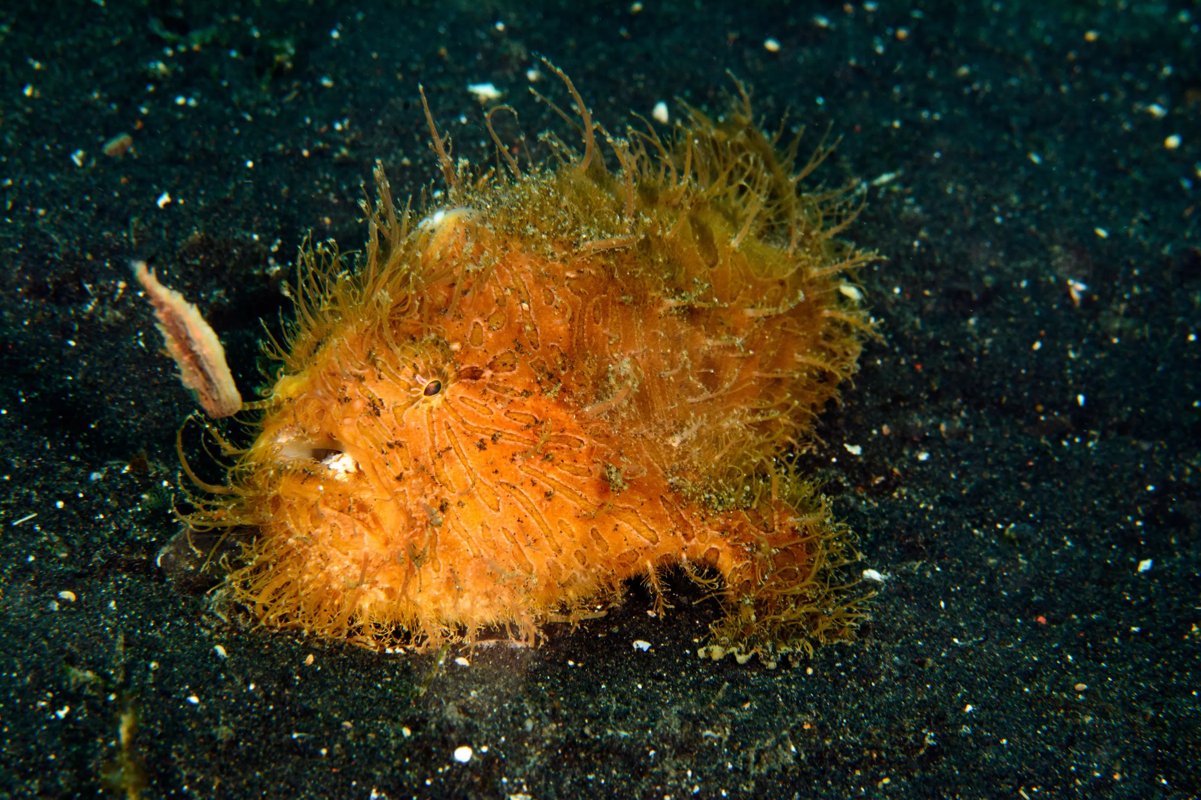 Hairy frogfish on the bottom