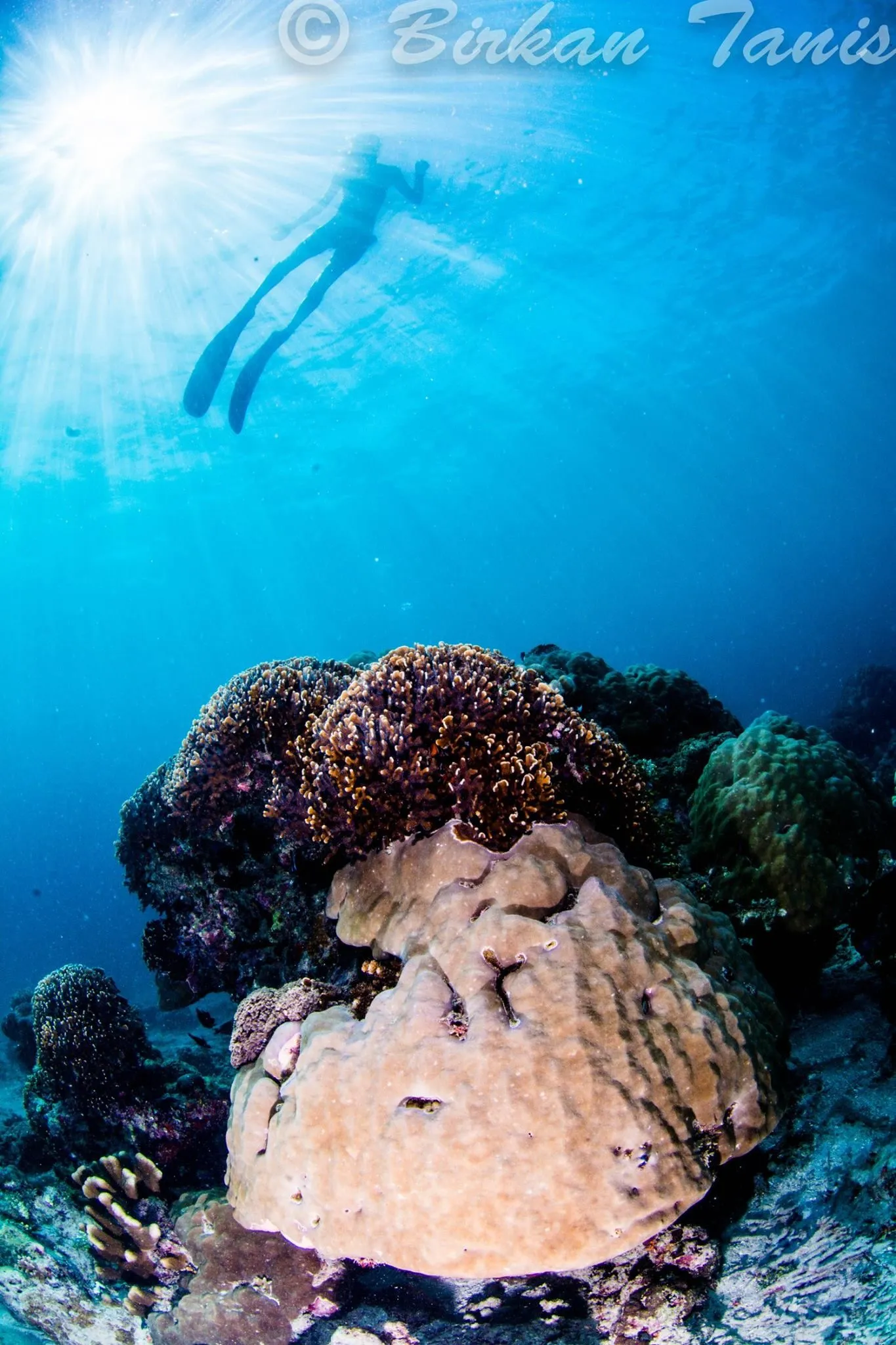 Freediver exploring the reef
