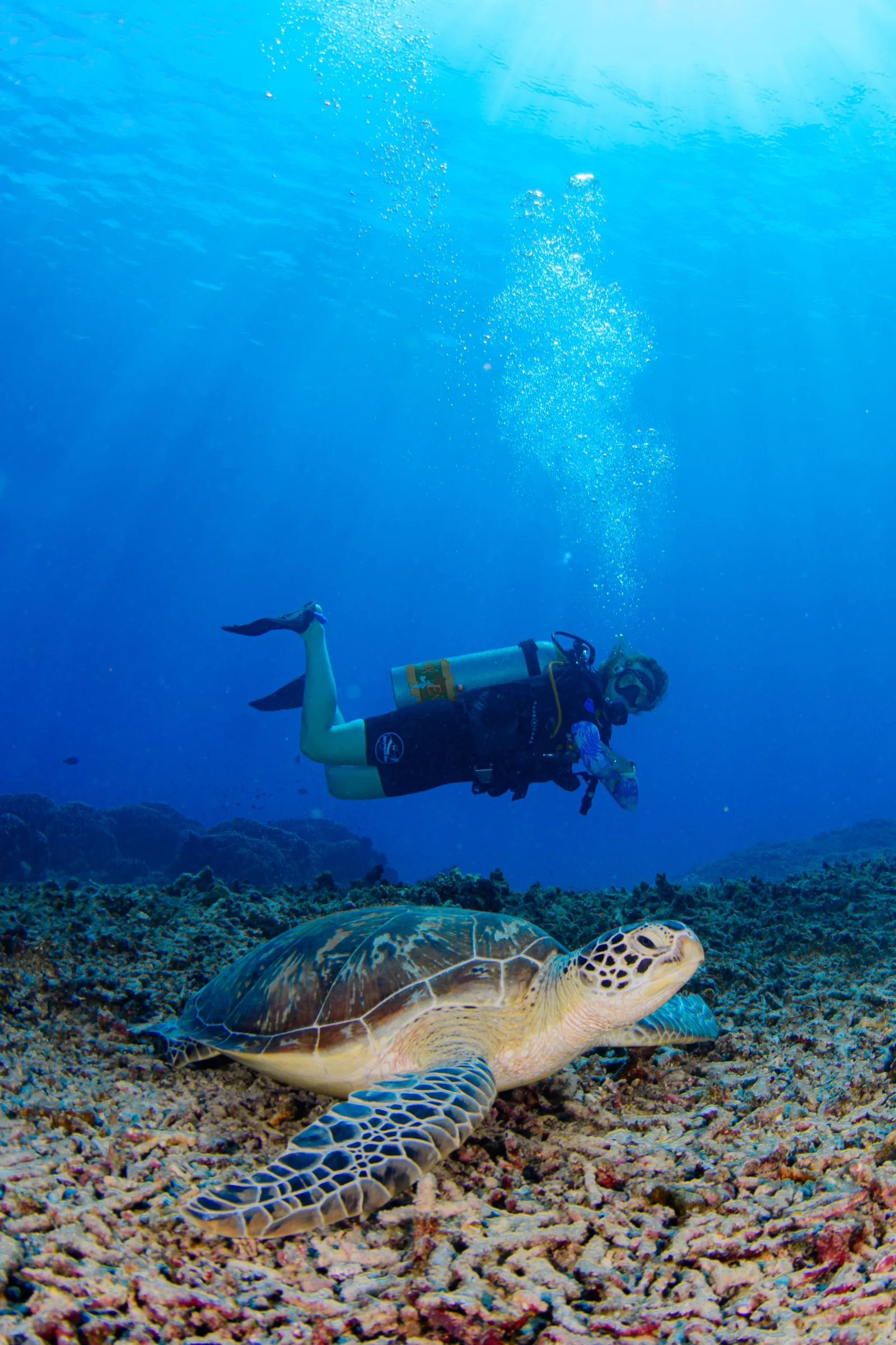 Diver hovering above resting turtle