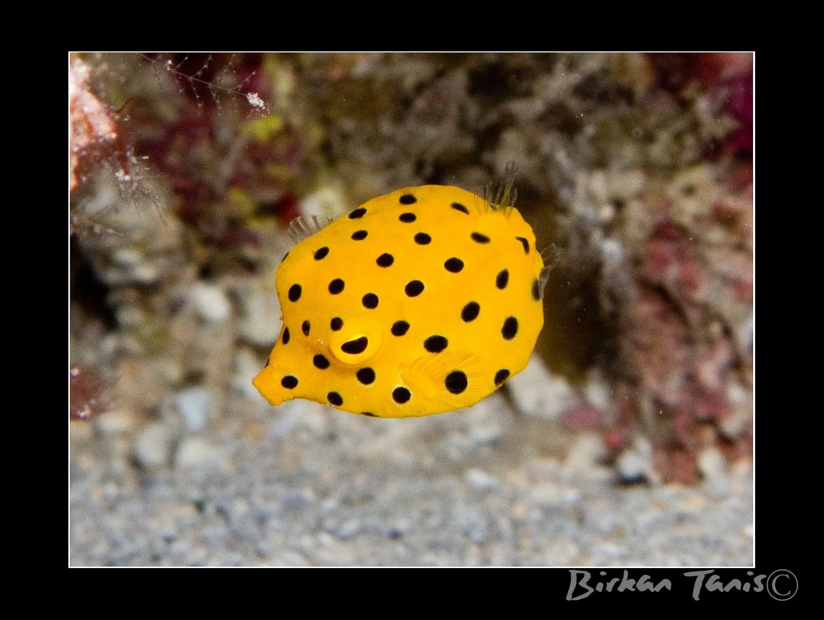 Juvenile yellow boxfish