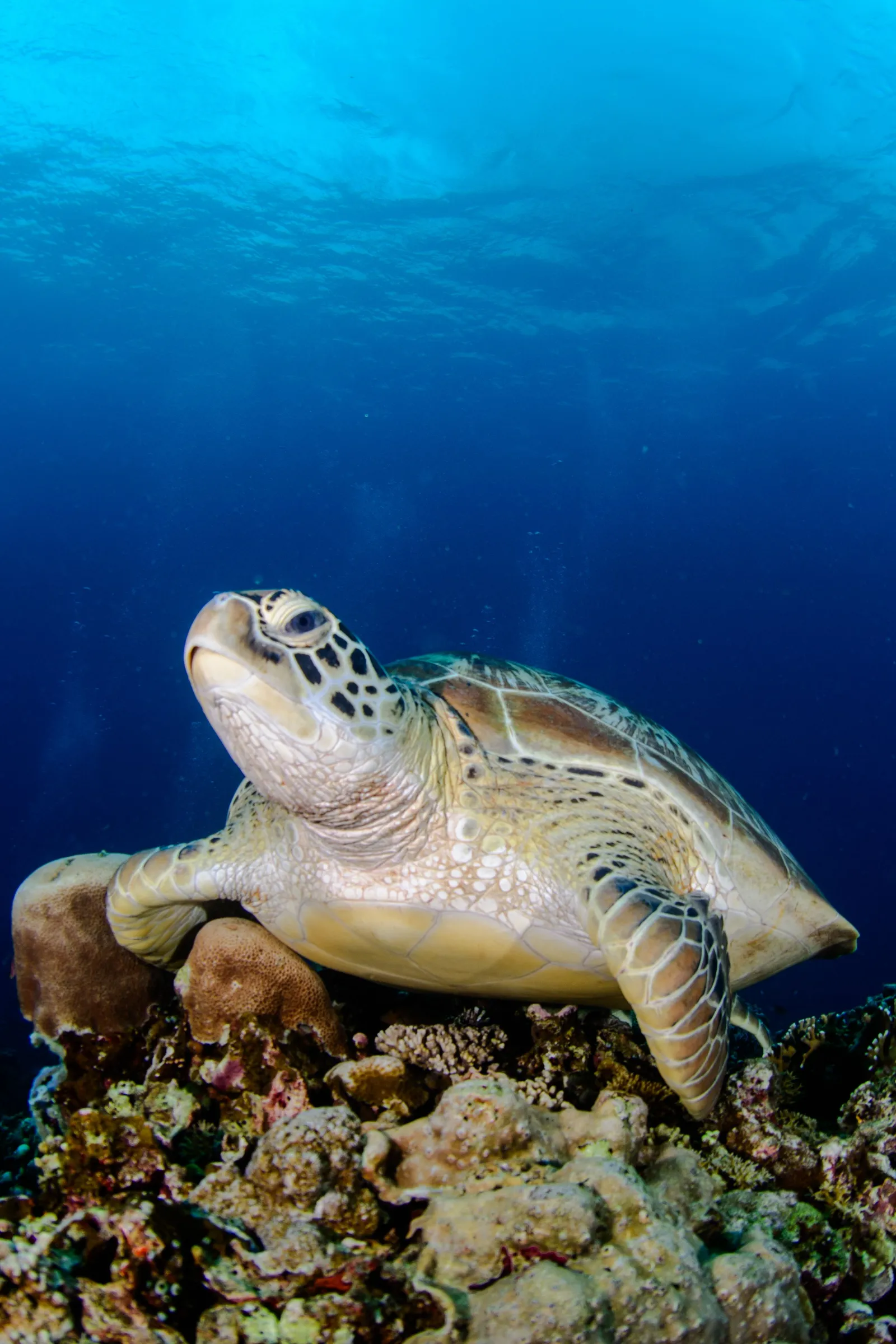 Green turtle resting on coral
