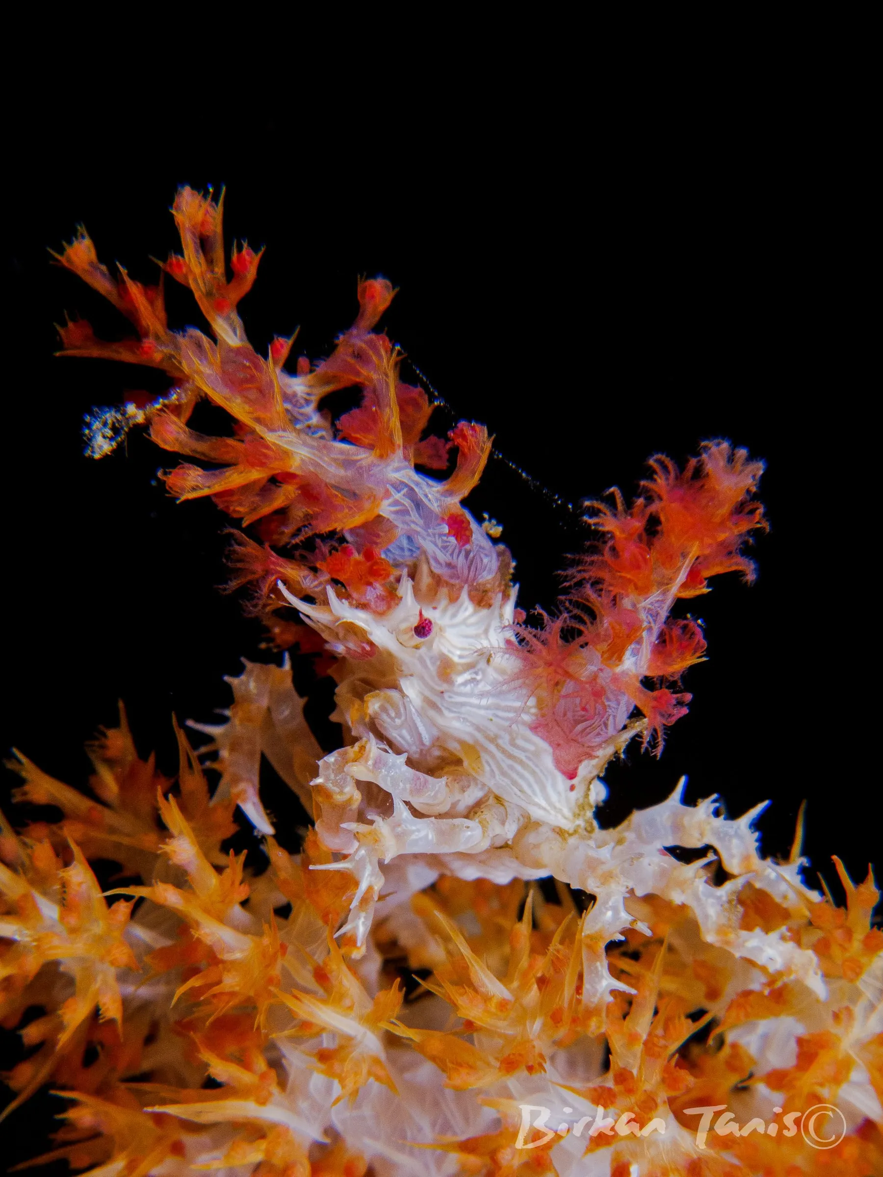 Soft coral candy crab