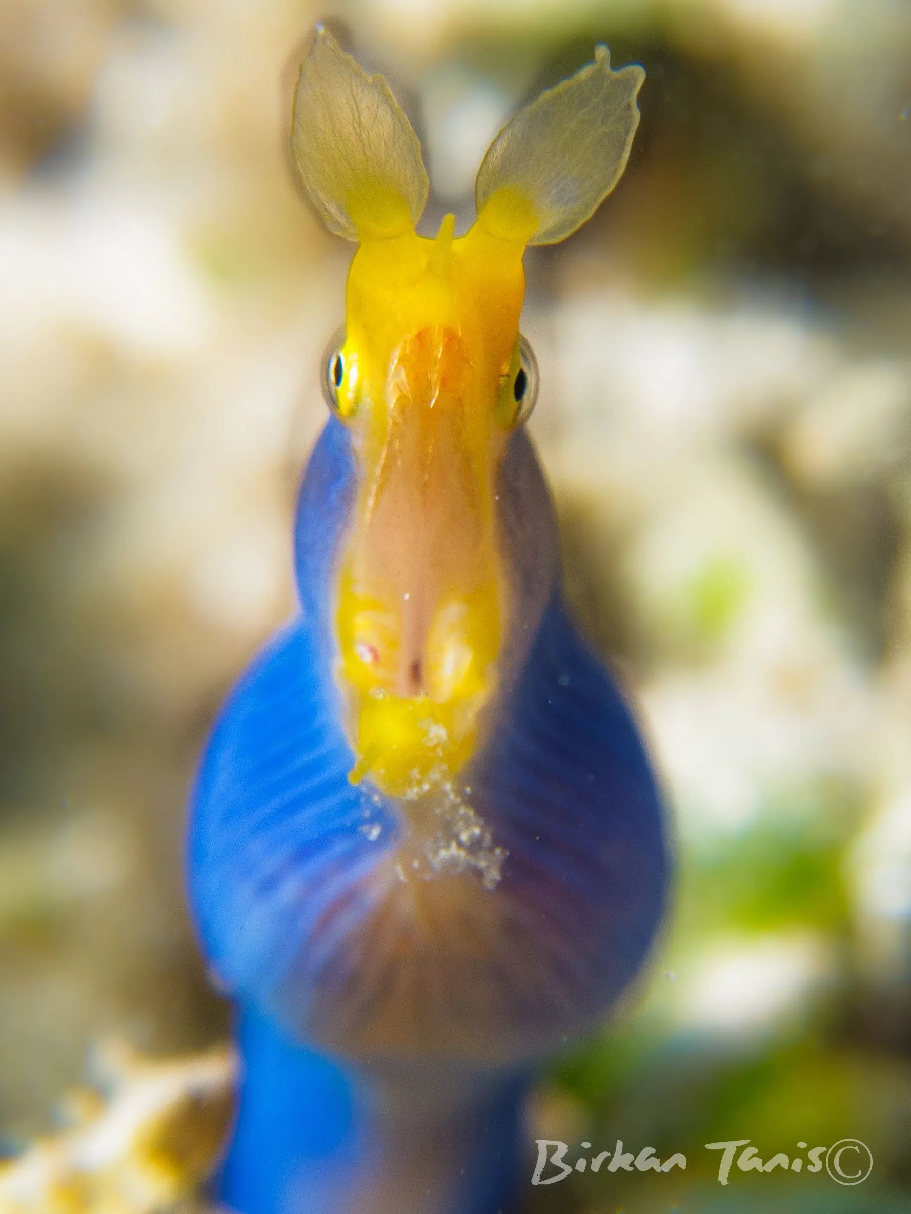 Ribbon eel poking from reef