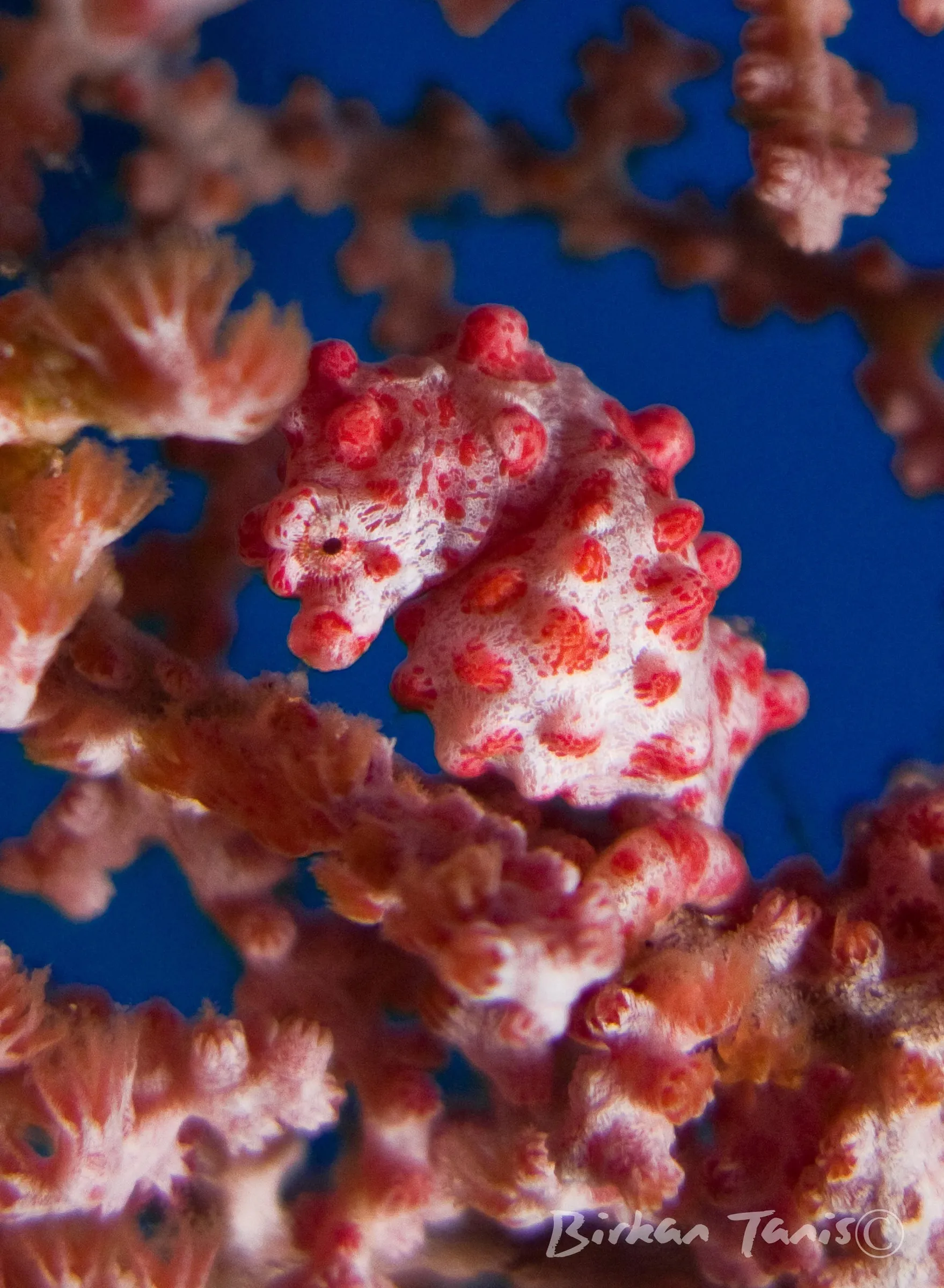 Pigmy Sea Horse in its seafan