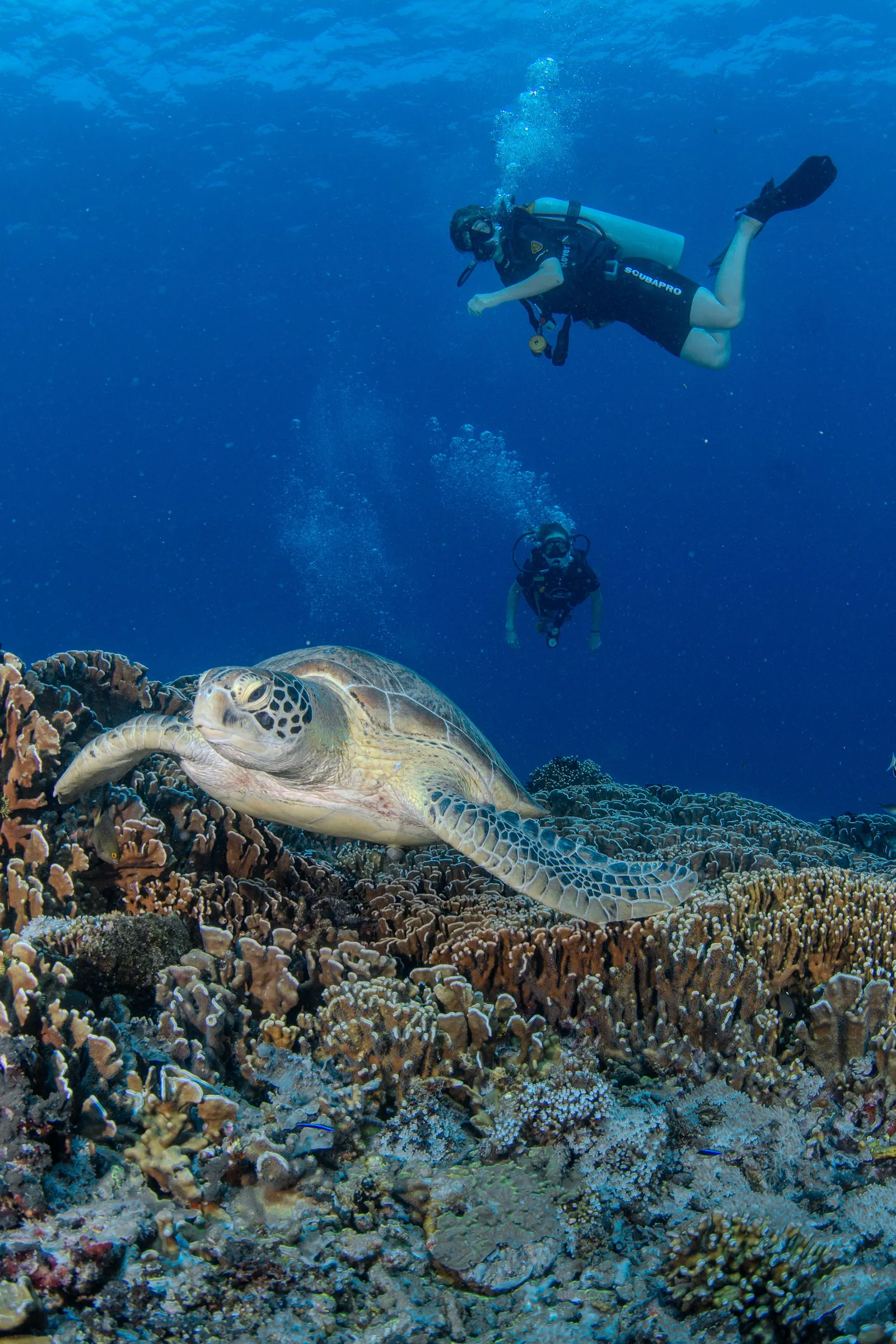 Sea turtle close-up on reef