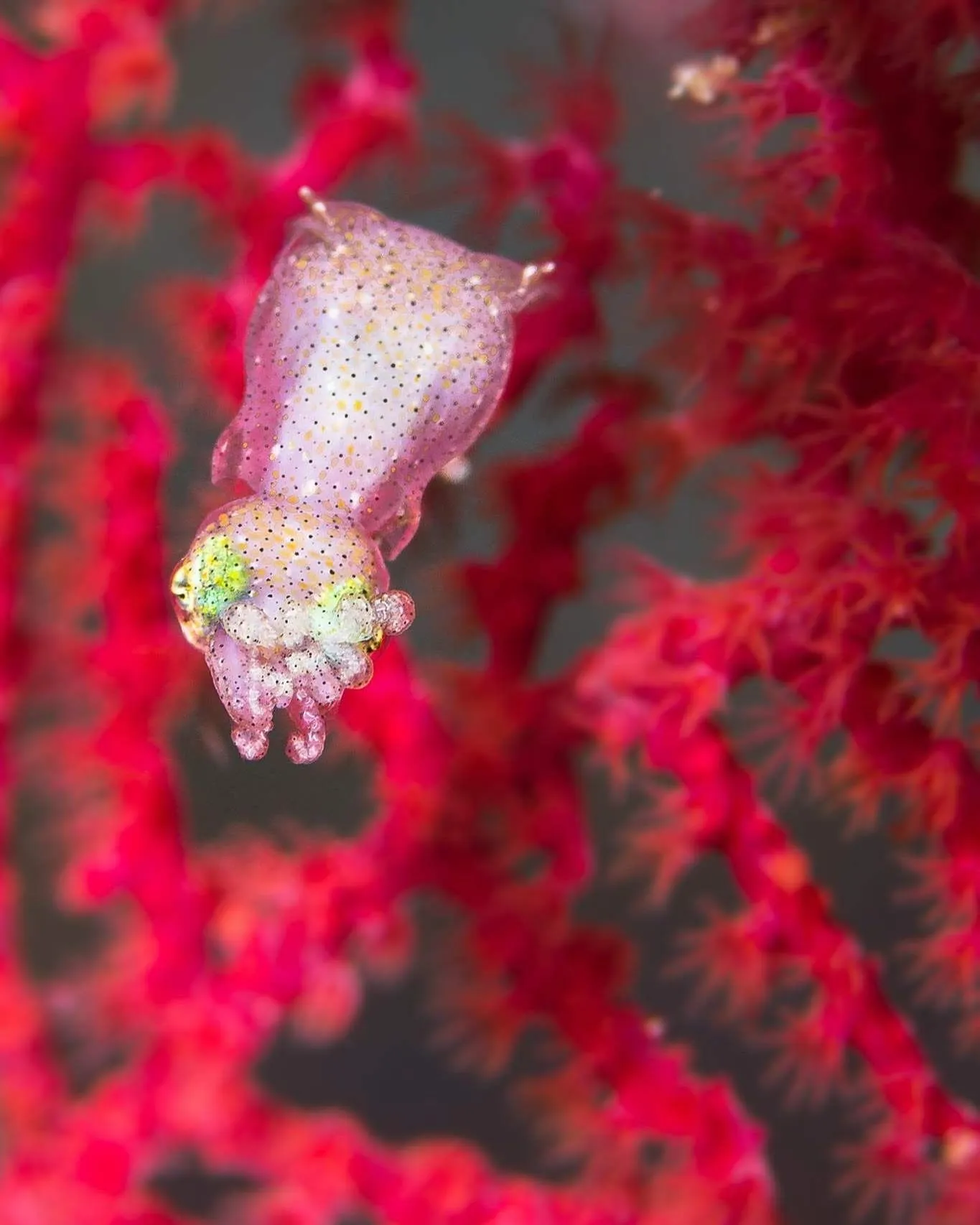Pigmy Squid on red coral
