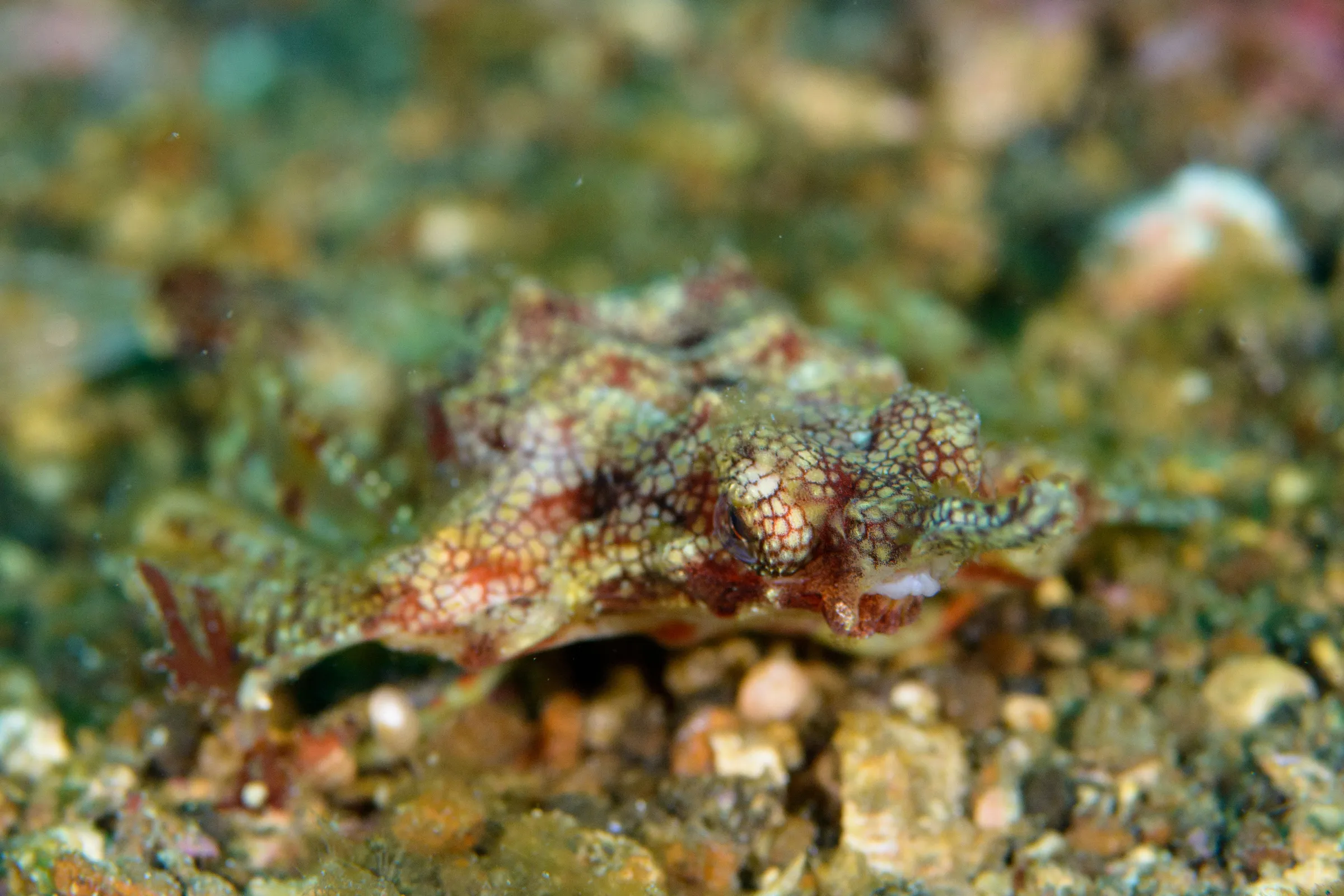 Seamoth
