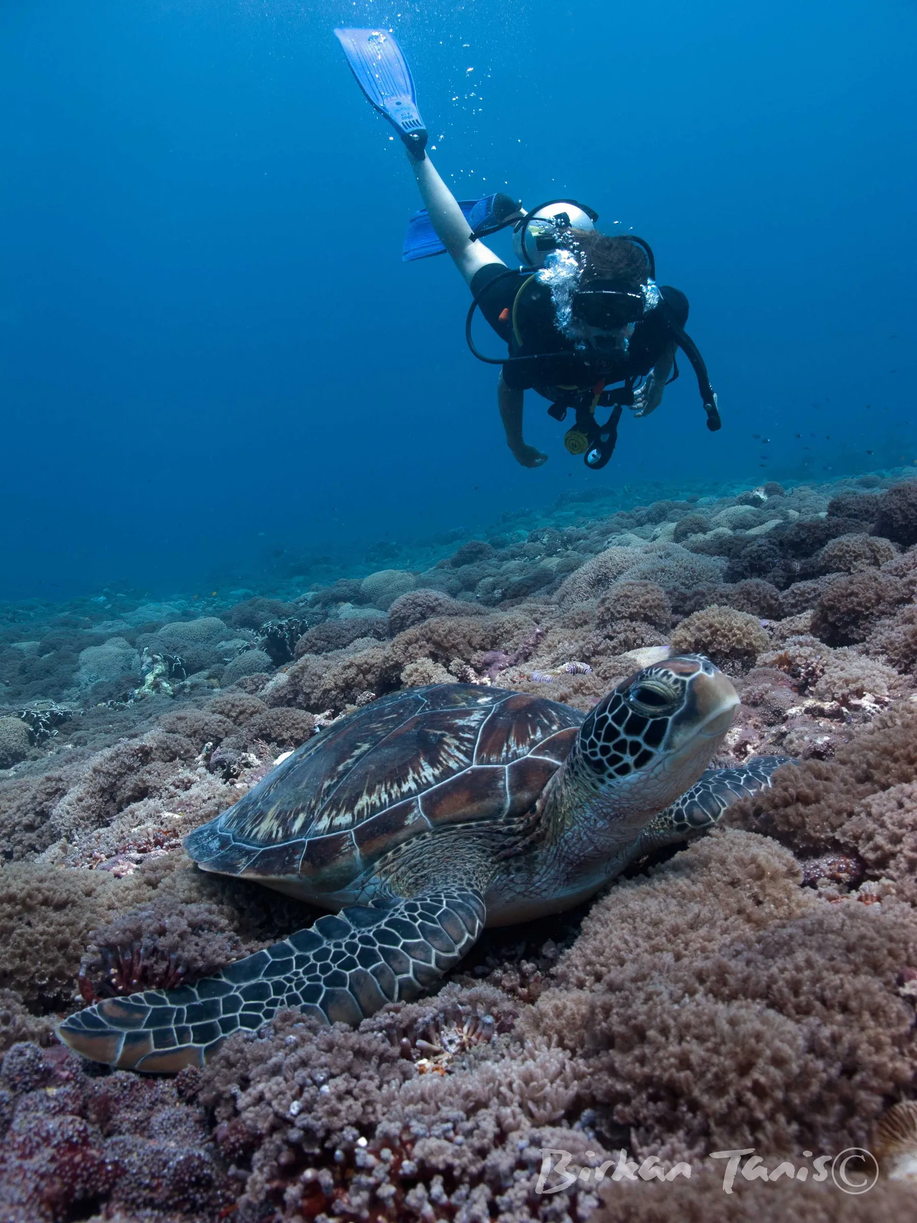 Crocodilefish camouflaged on coral