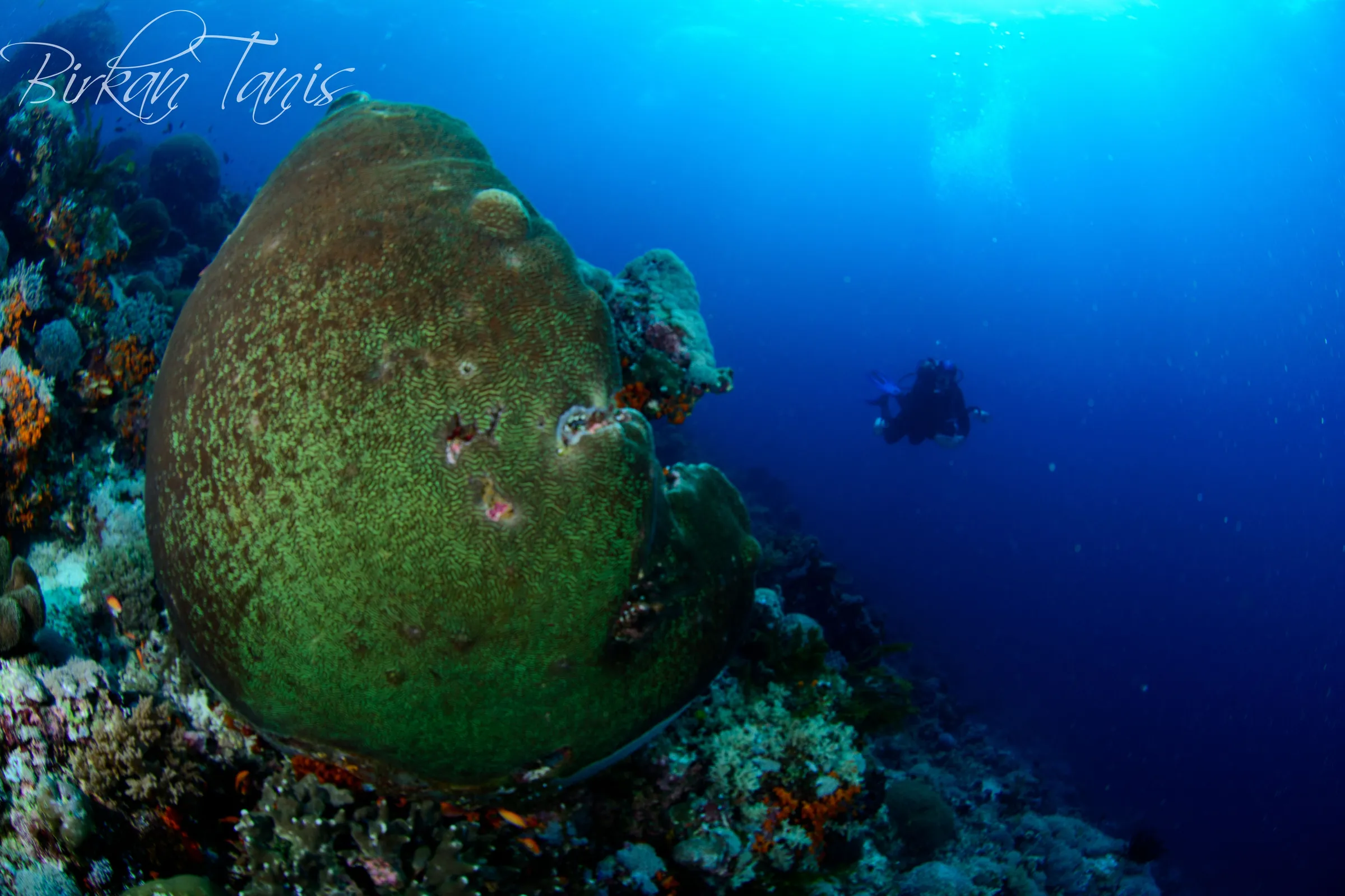 Giant moray peeking out of coral
