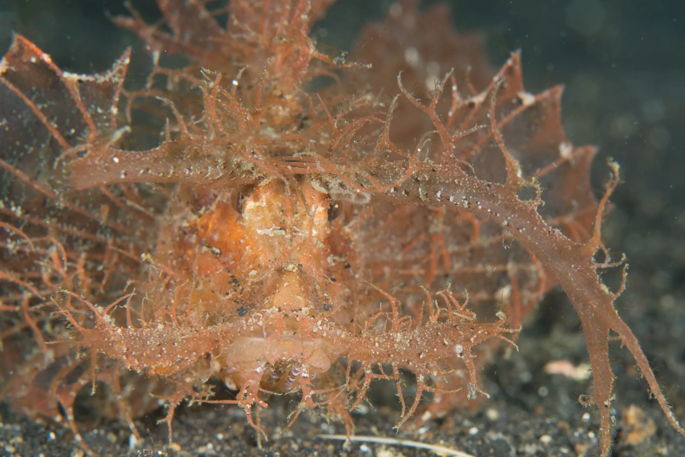 Ambon Scorpion Fish camouflaged on reef