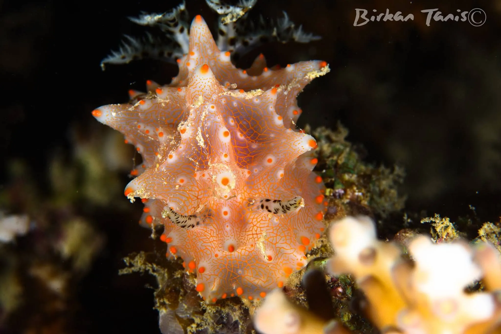 Nudibranch