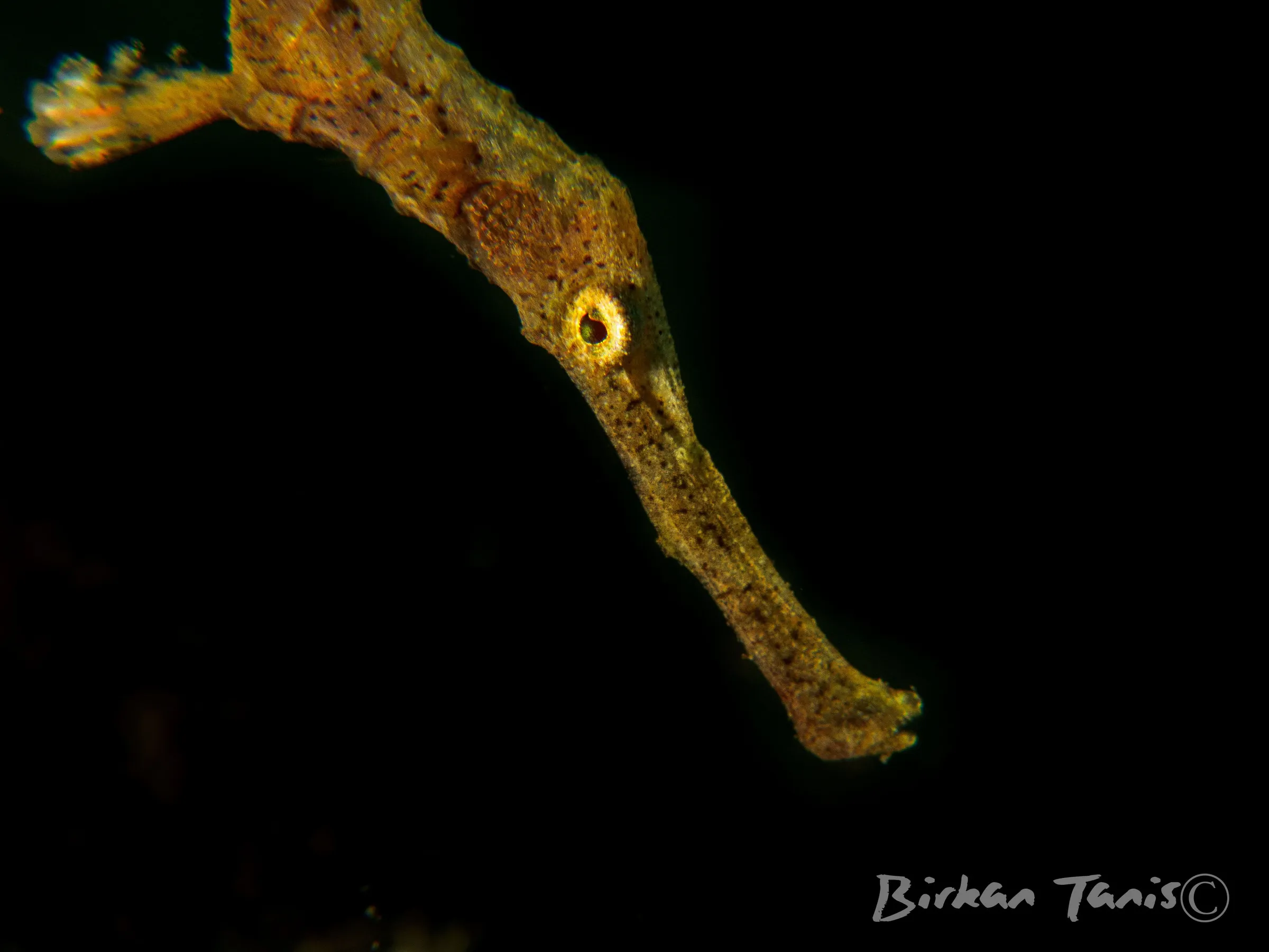 Robust ghost pipefish profile