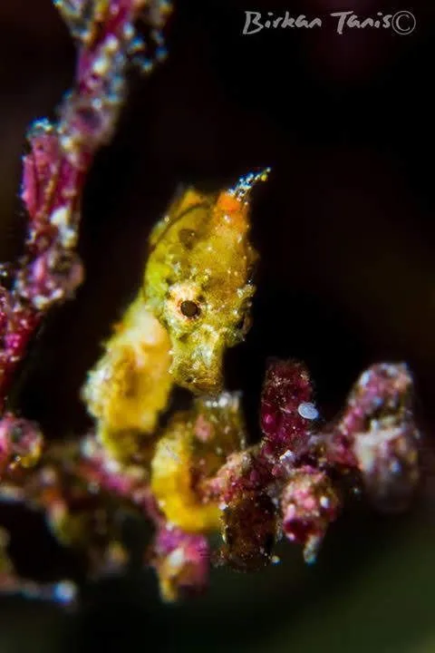 Pontohi Pigmy seahorse