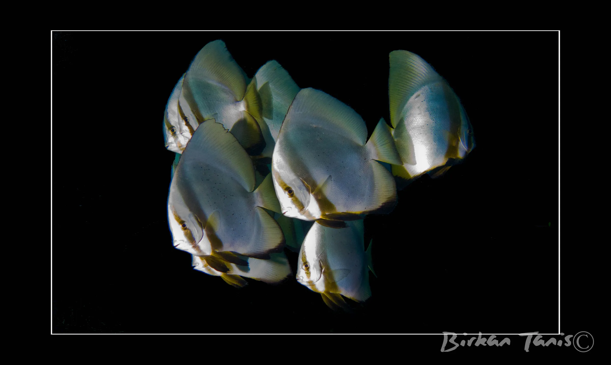School of batfish on the reef