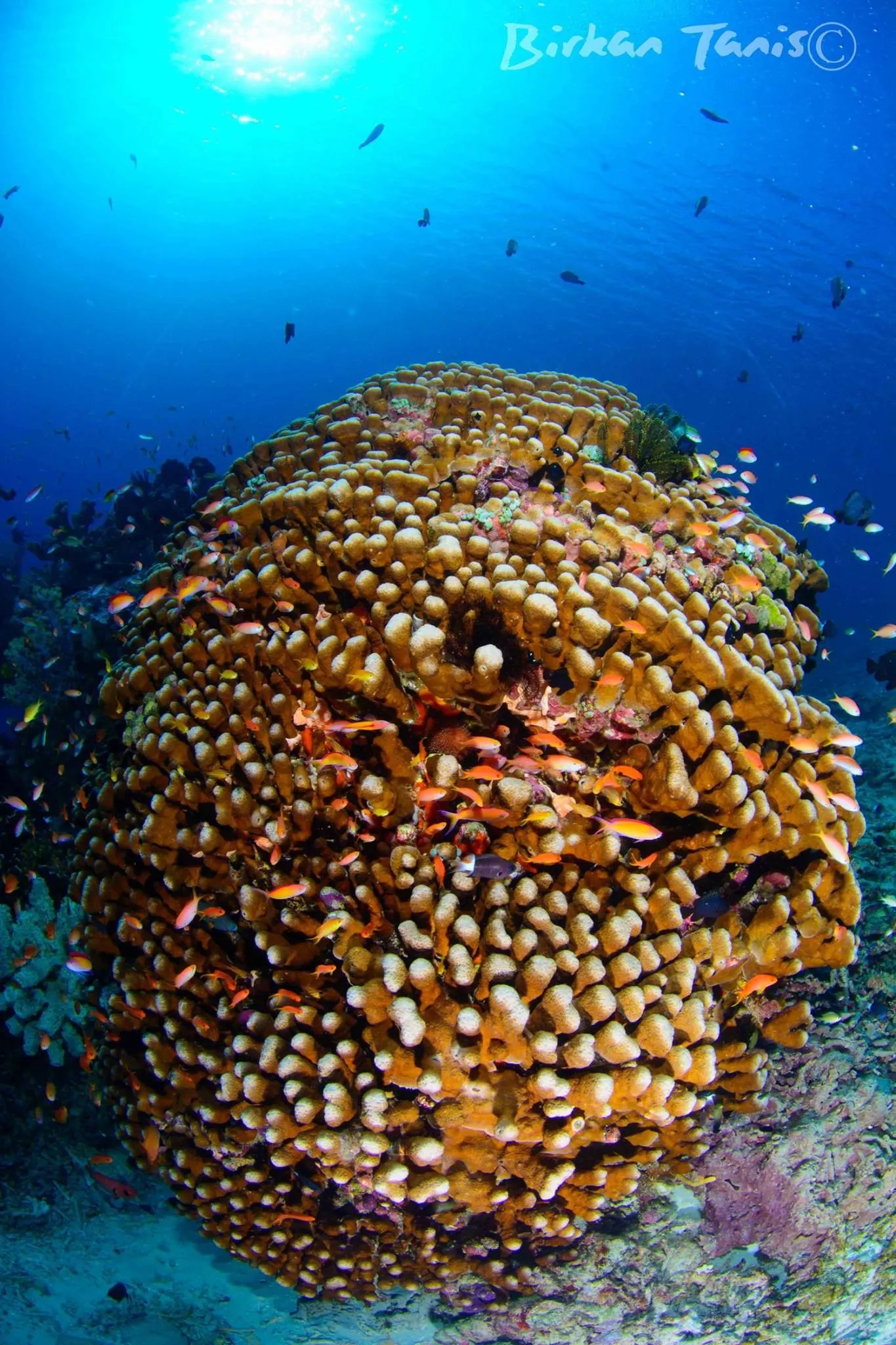 Coral polyps detail