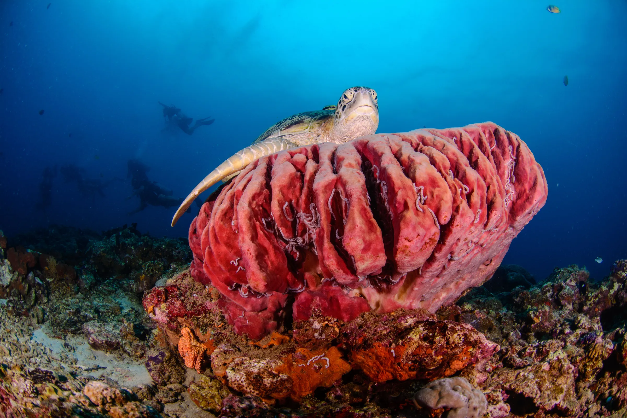Turtle perched on barrel sponge