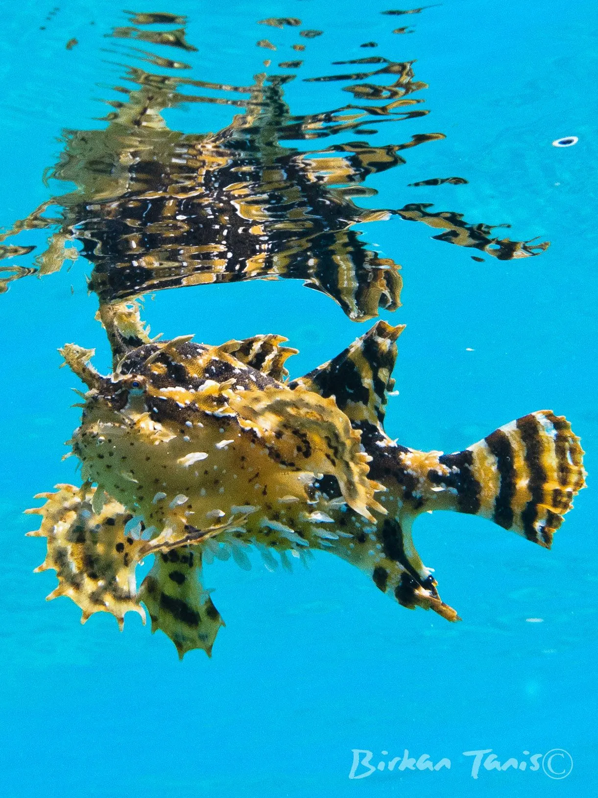 Sargassum frogfish next to the surface