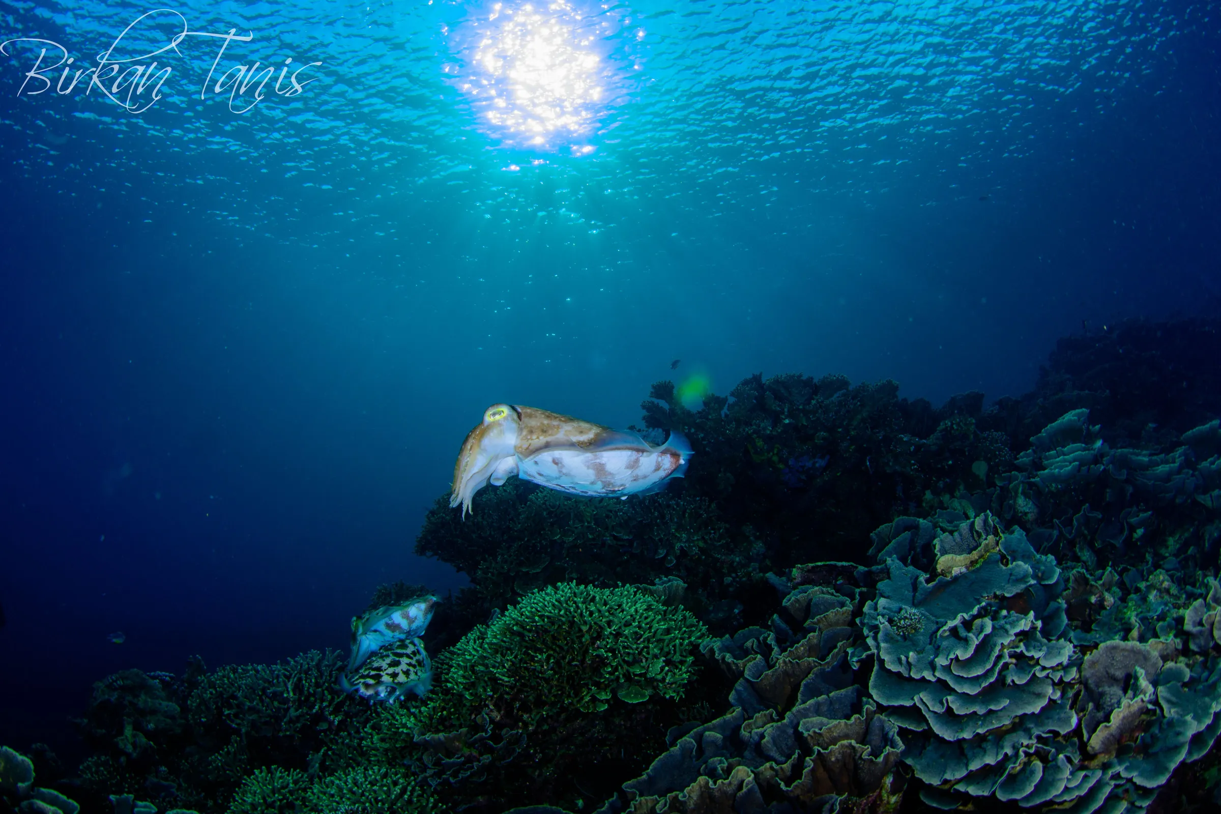 Cuttlefish backlit by sun
