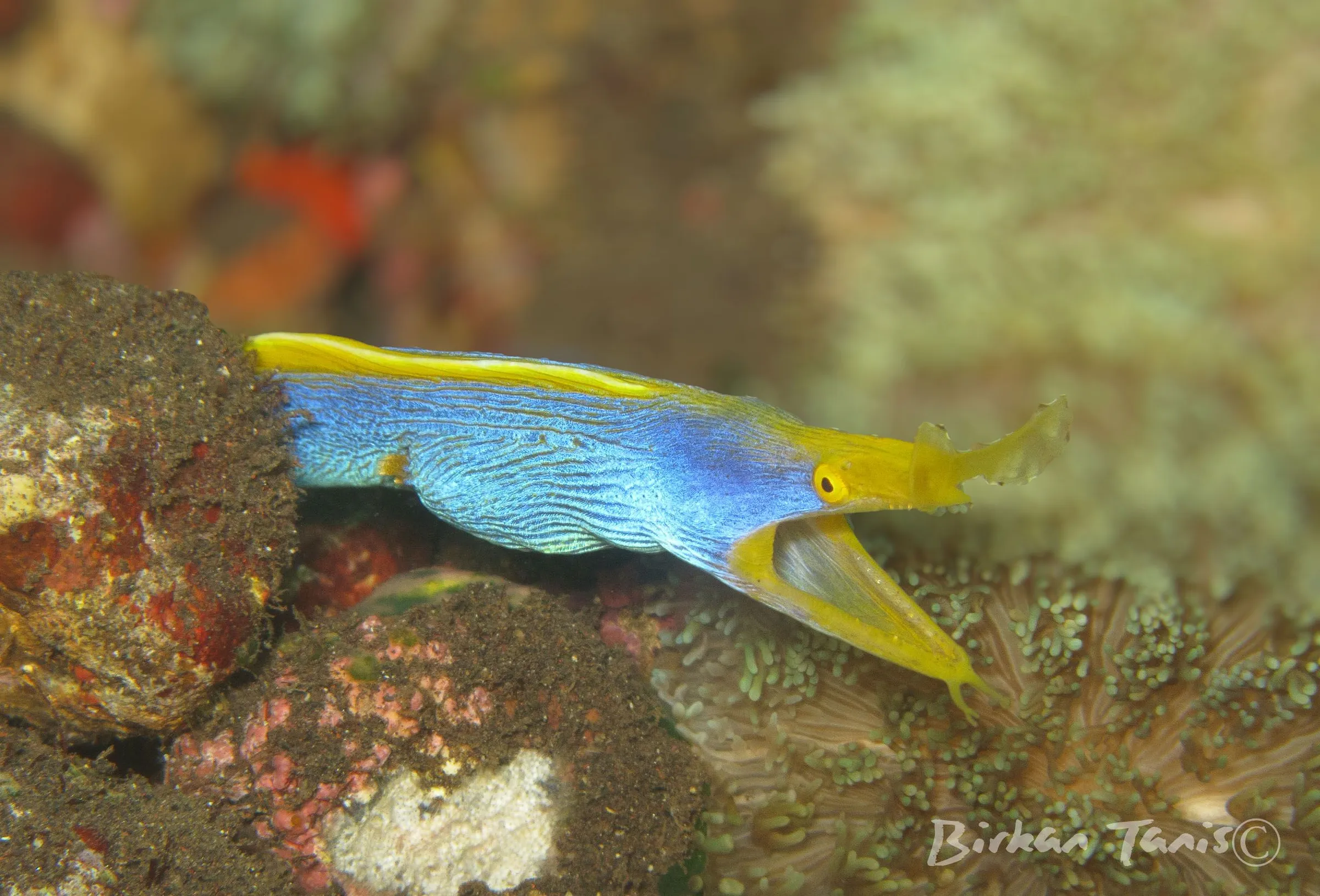 Ribbon eel morray