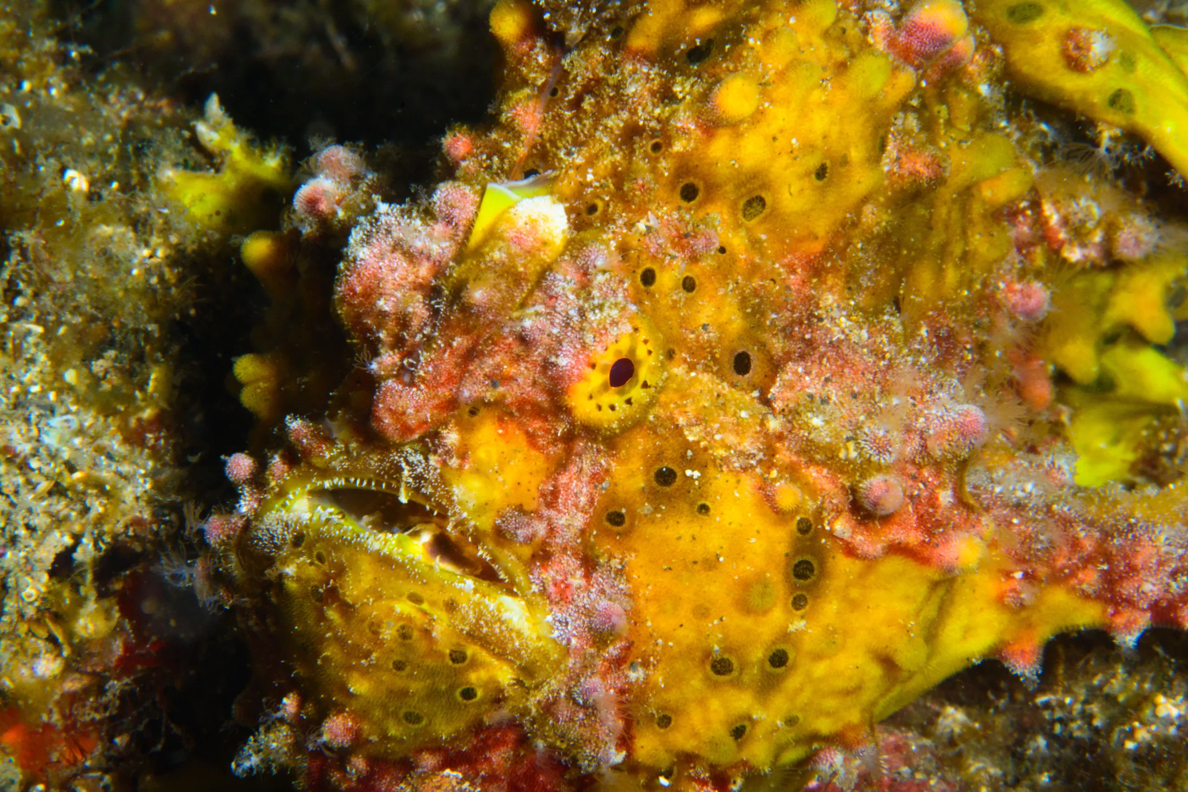 Yellow frogfish among coral