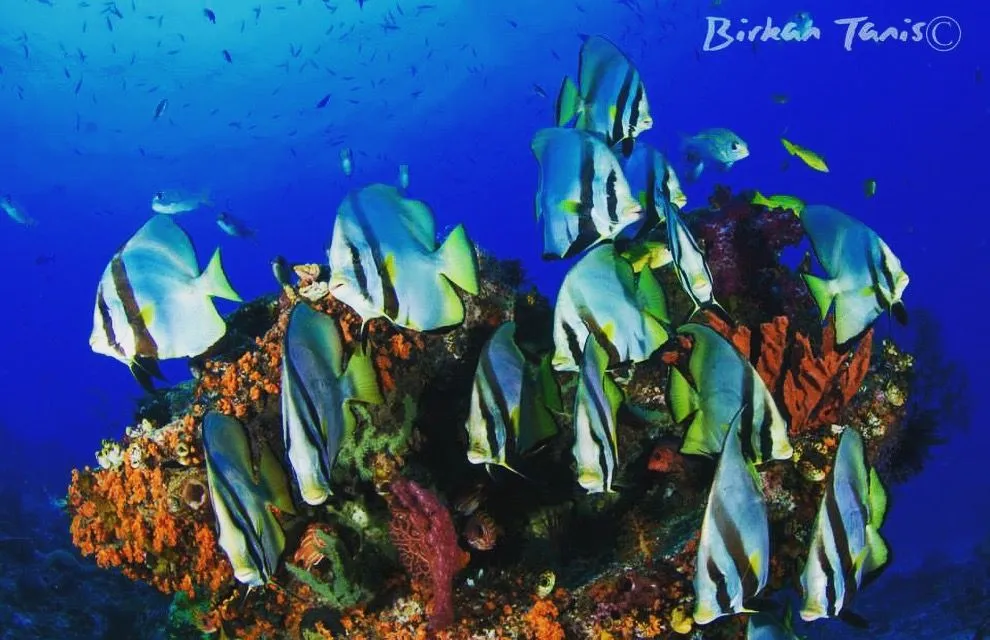 Batfish school on the reef