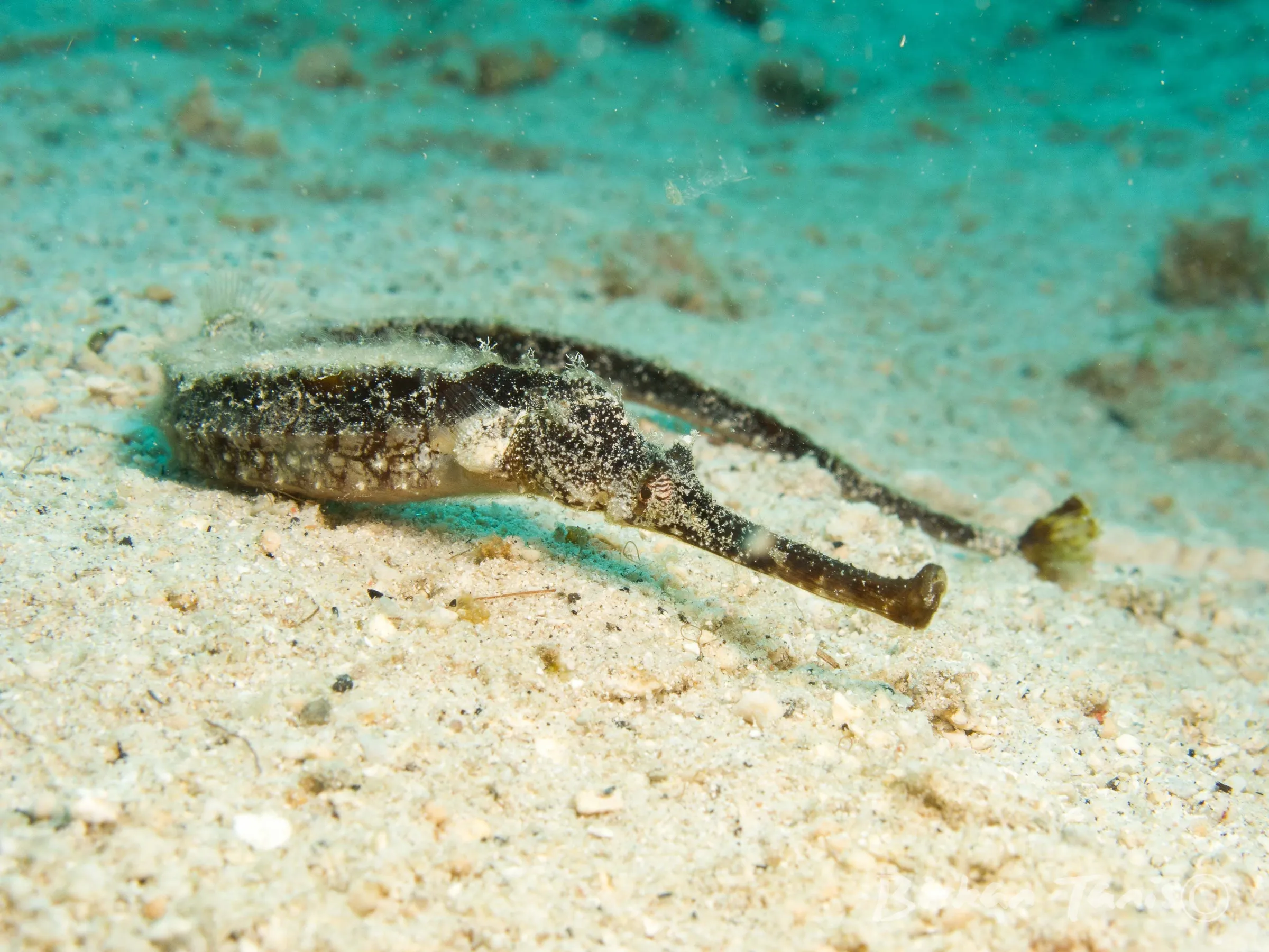 Pipefish on the sandy bottom