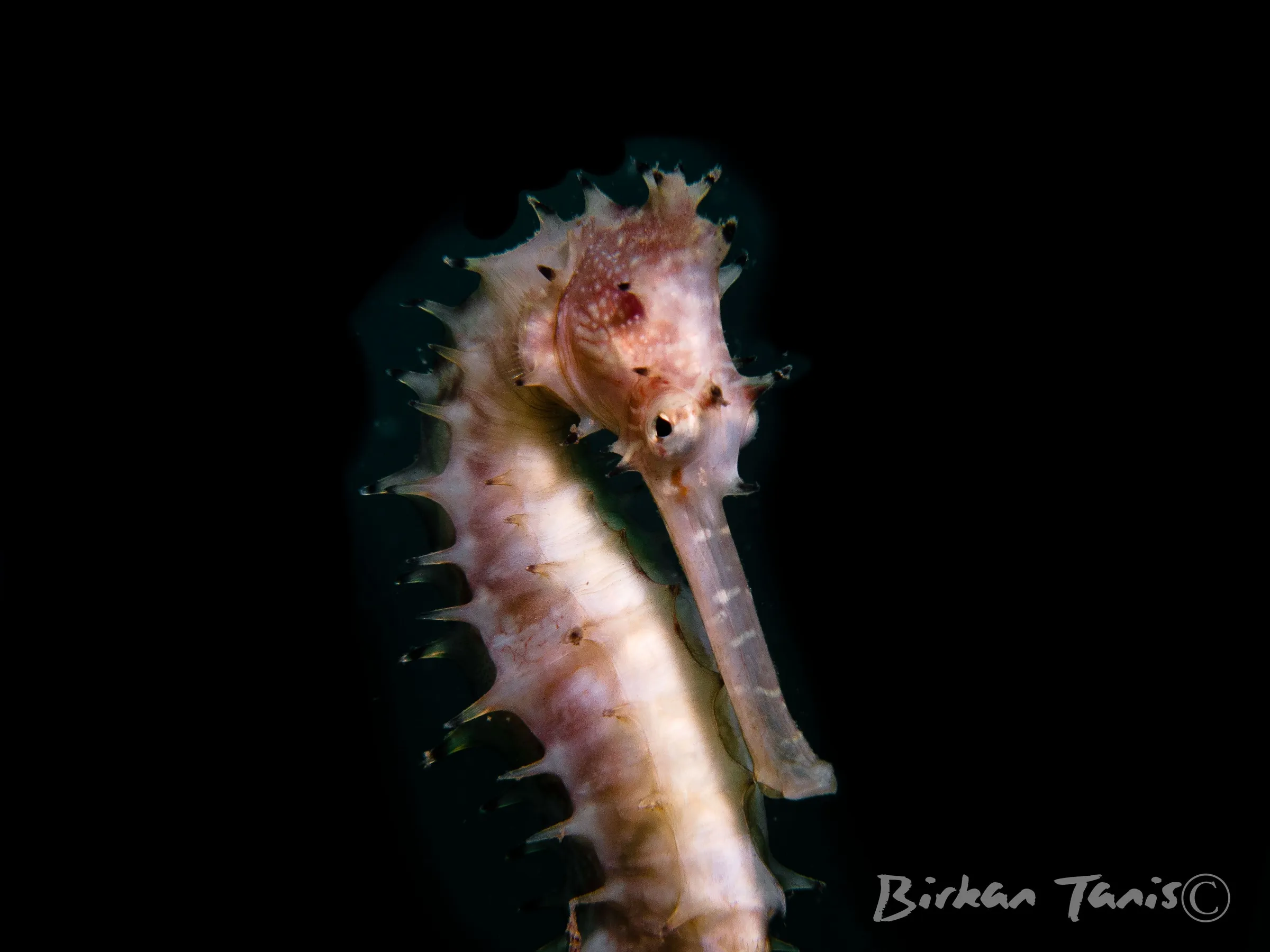 Thorny seahorse on coral