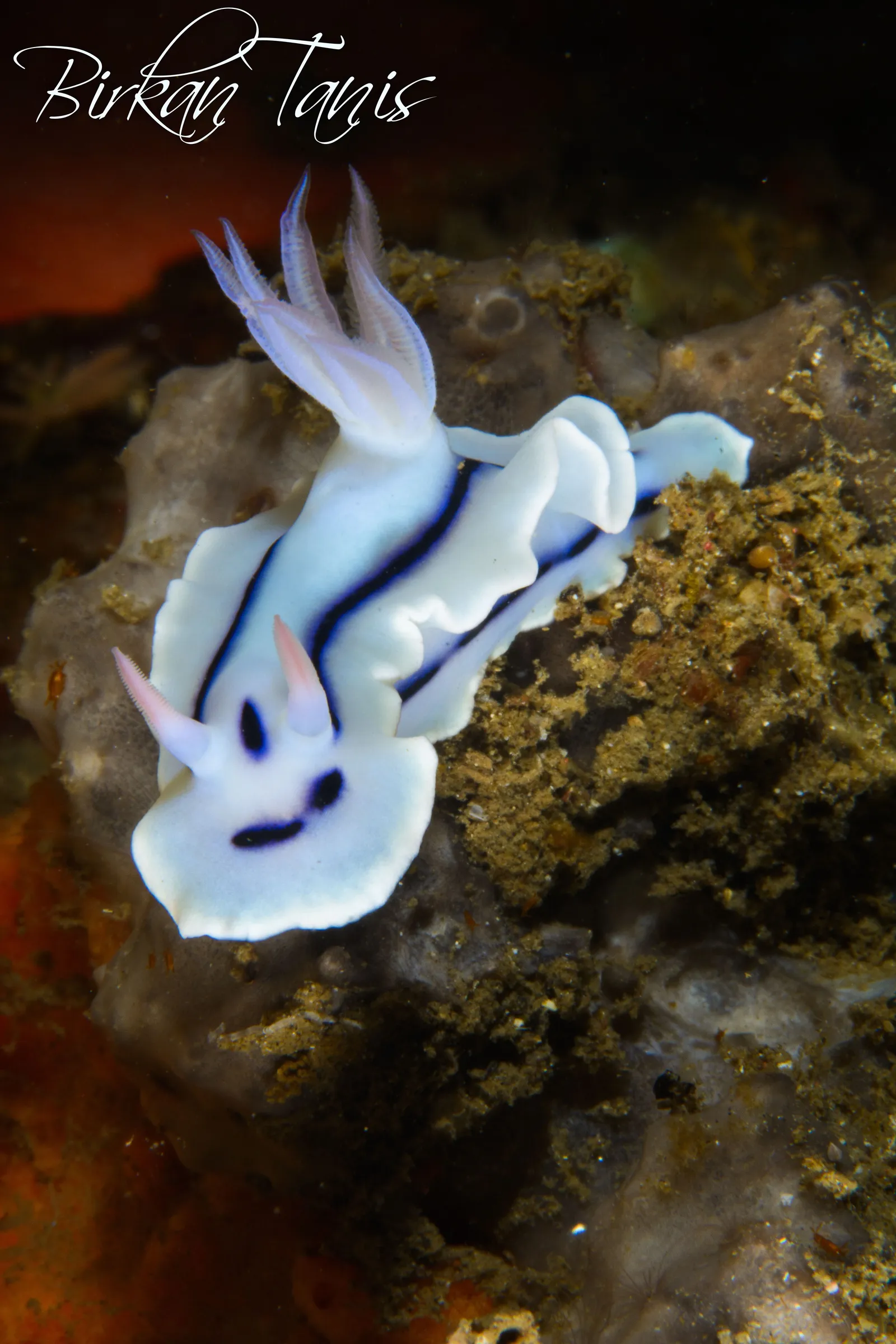 Nudibranch crawling on reef