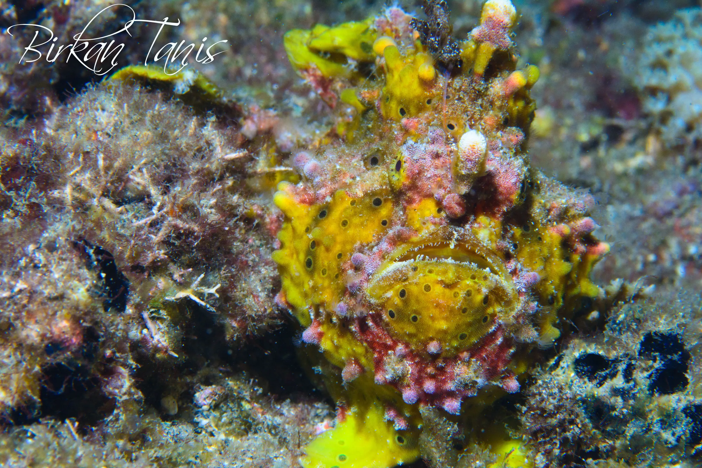Frogfish