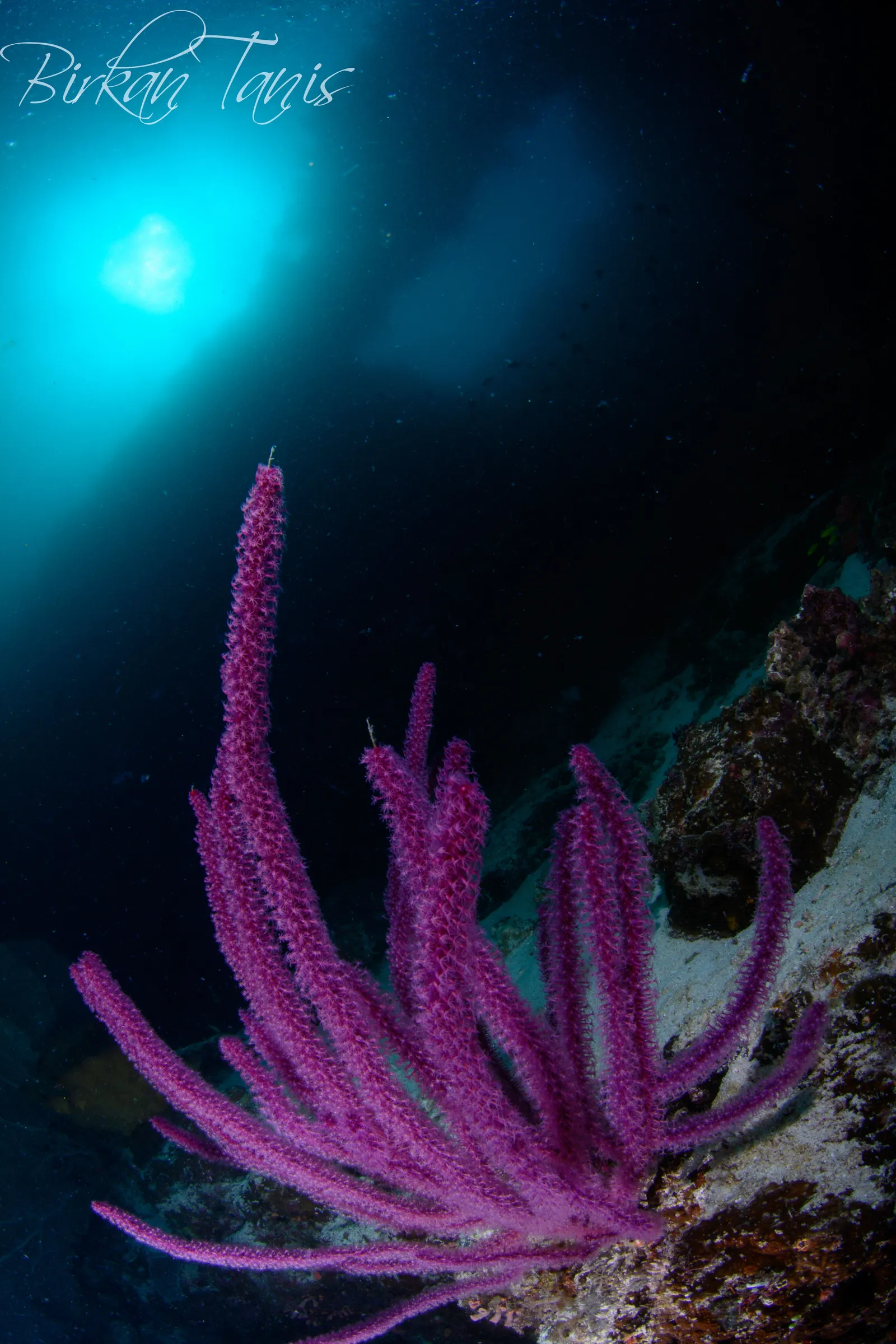 Pink sea fan close-up