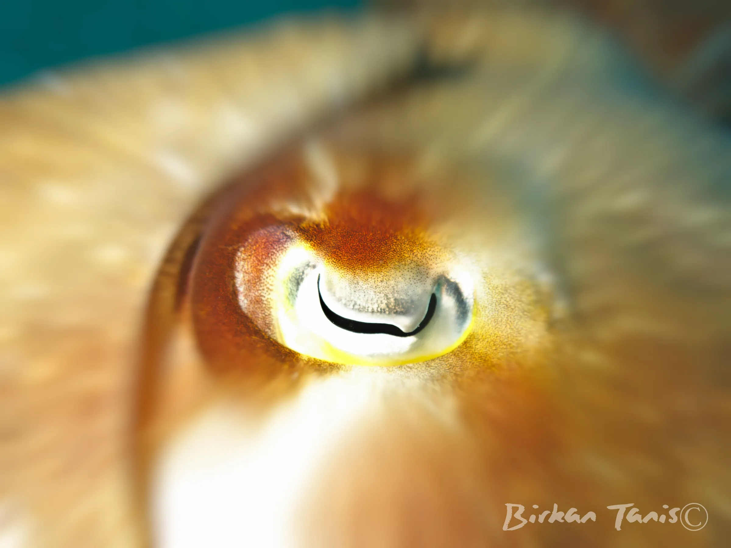 Eye of nautilus close-up