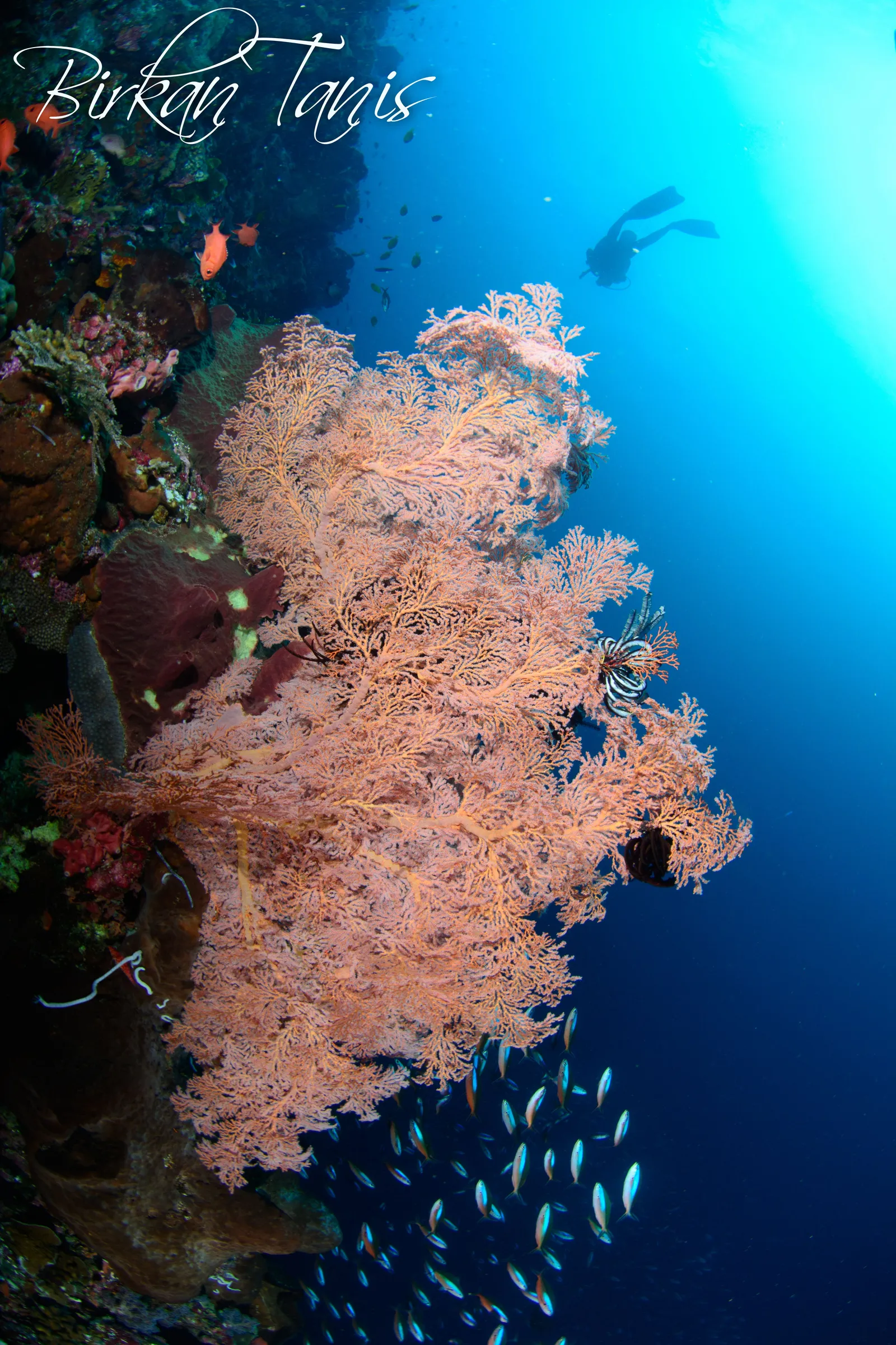 Pink soft coral bouquet