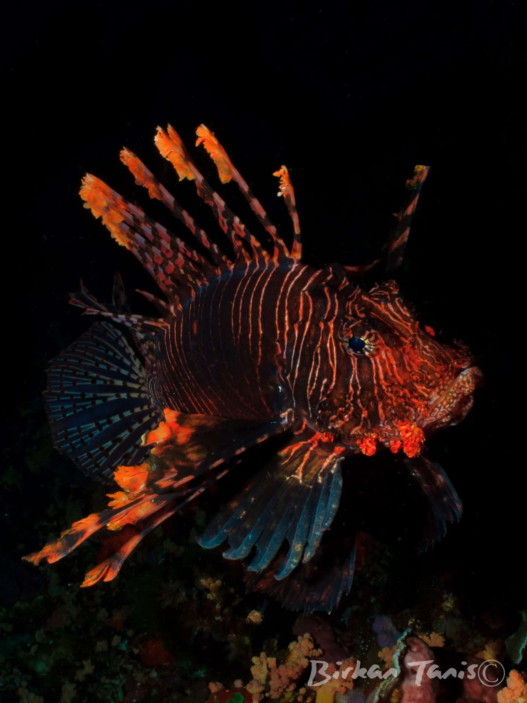 Lionfish with fins flared