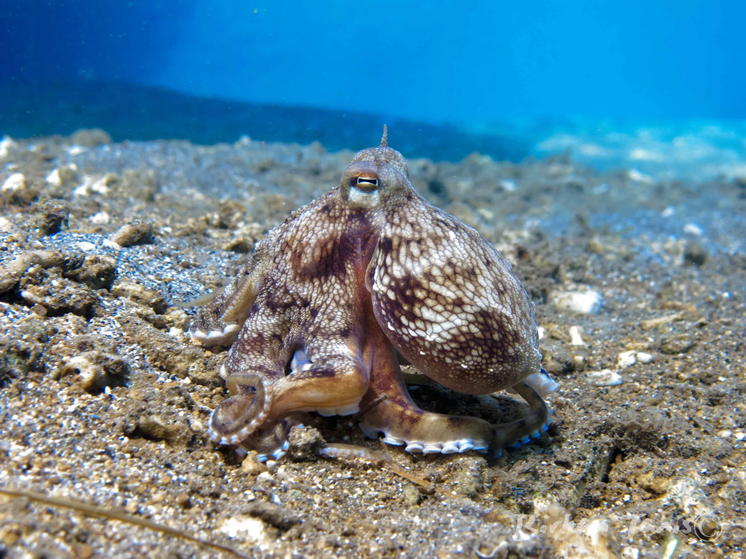 Octopus camouflaged on coral