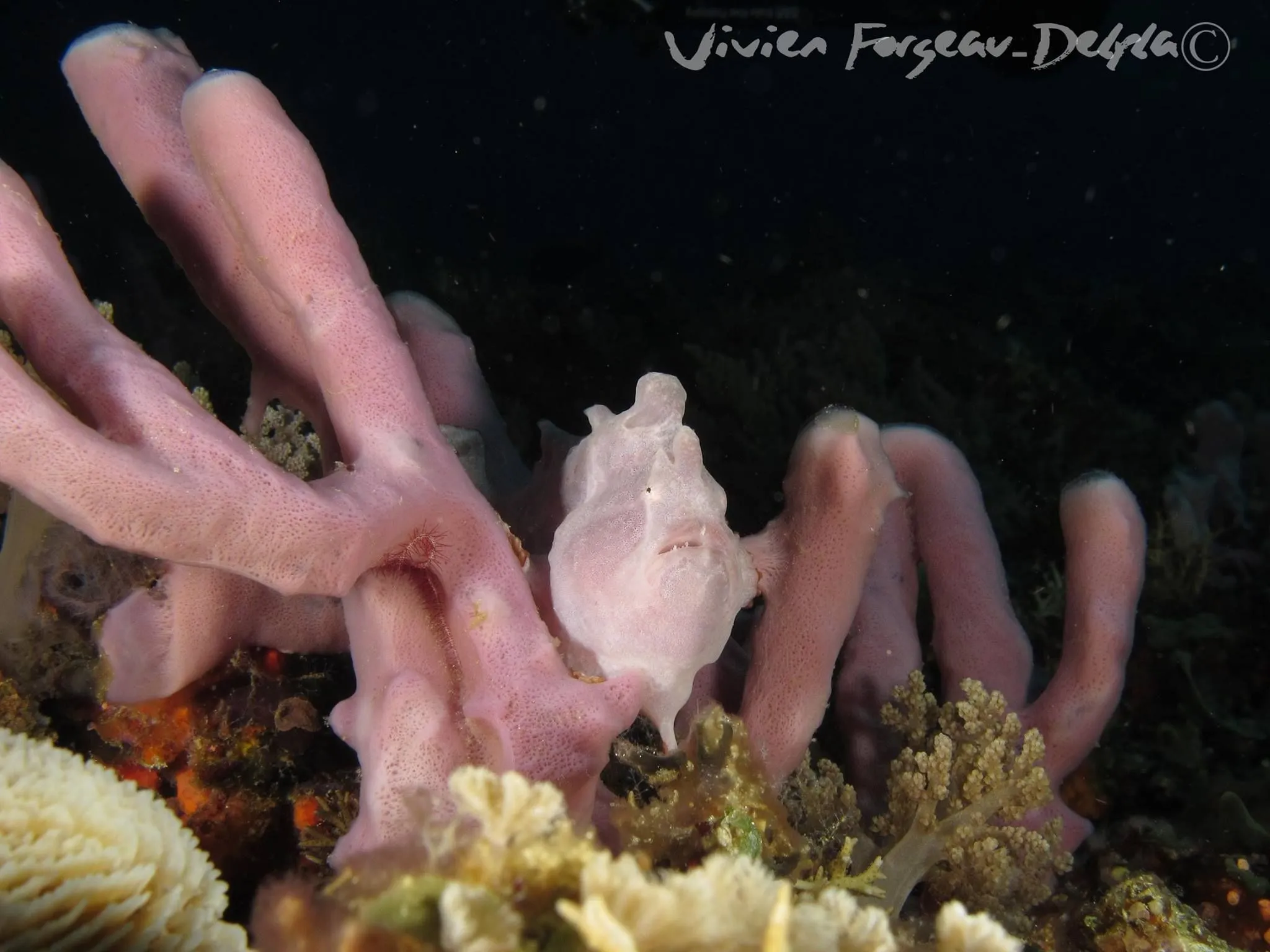 Pink soft coral with frogfish