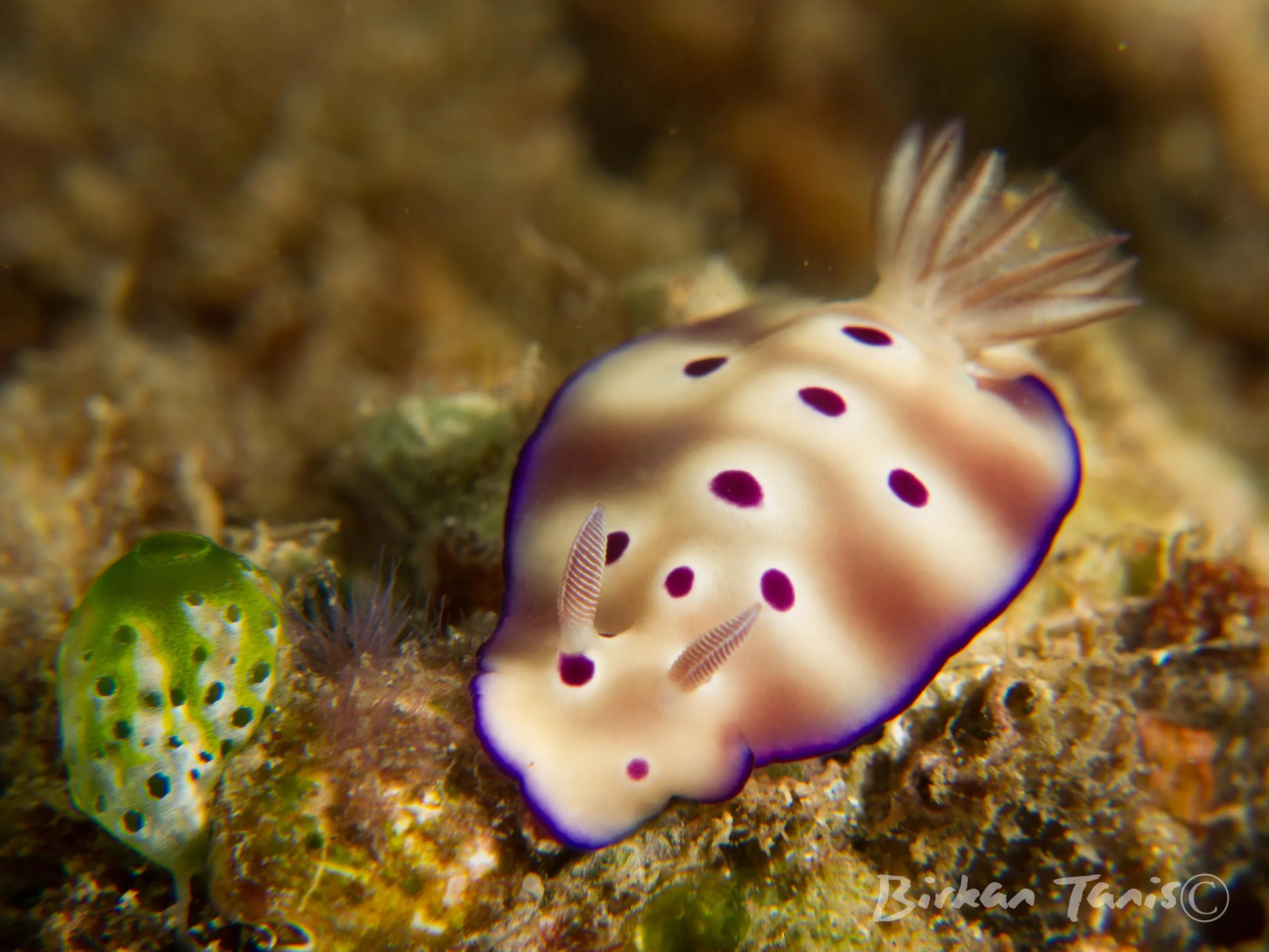 Nudibranch with white gills