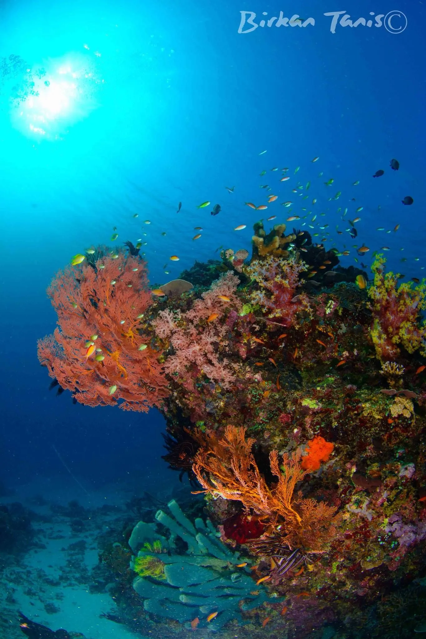 Reef view