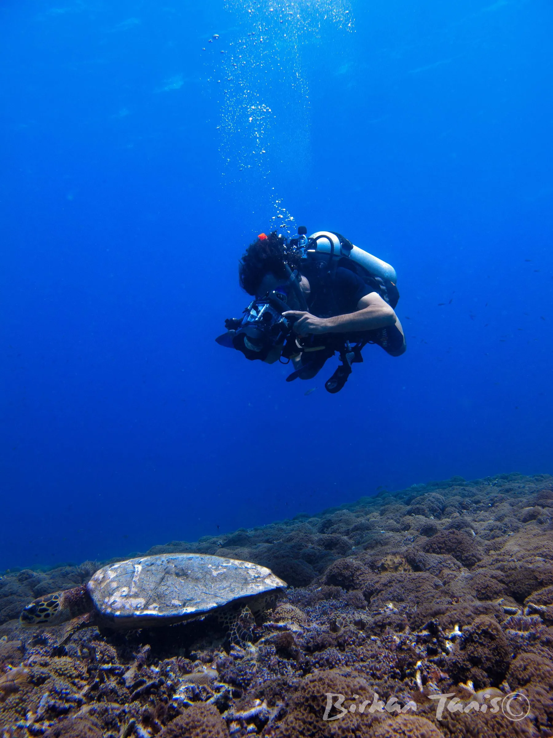 Diver photographing cuttlefish
