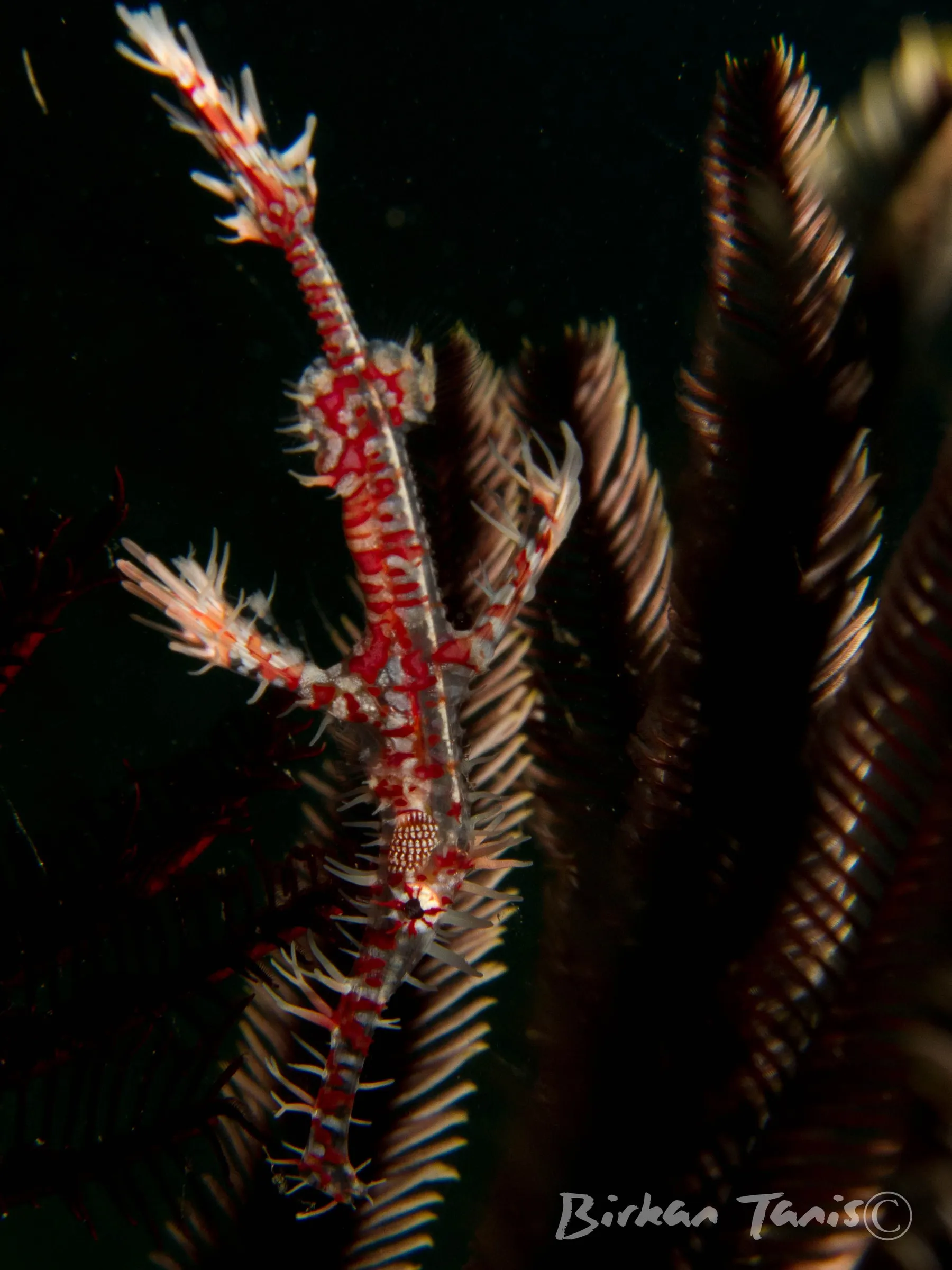 Ornate ghost pipefish on whip