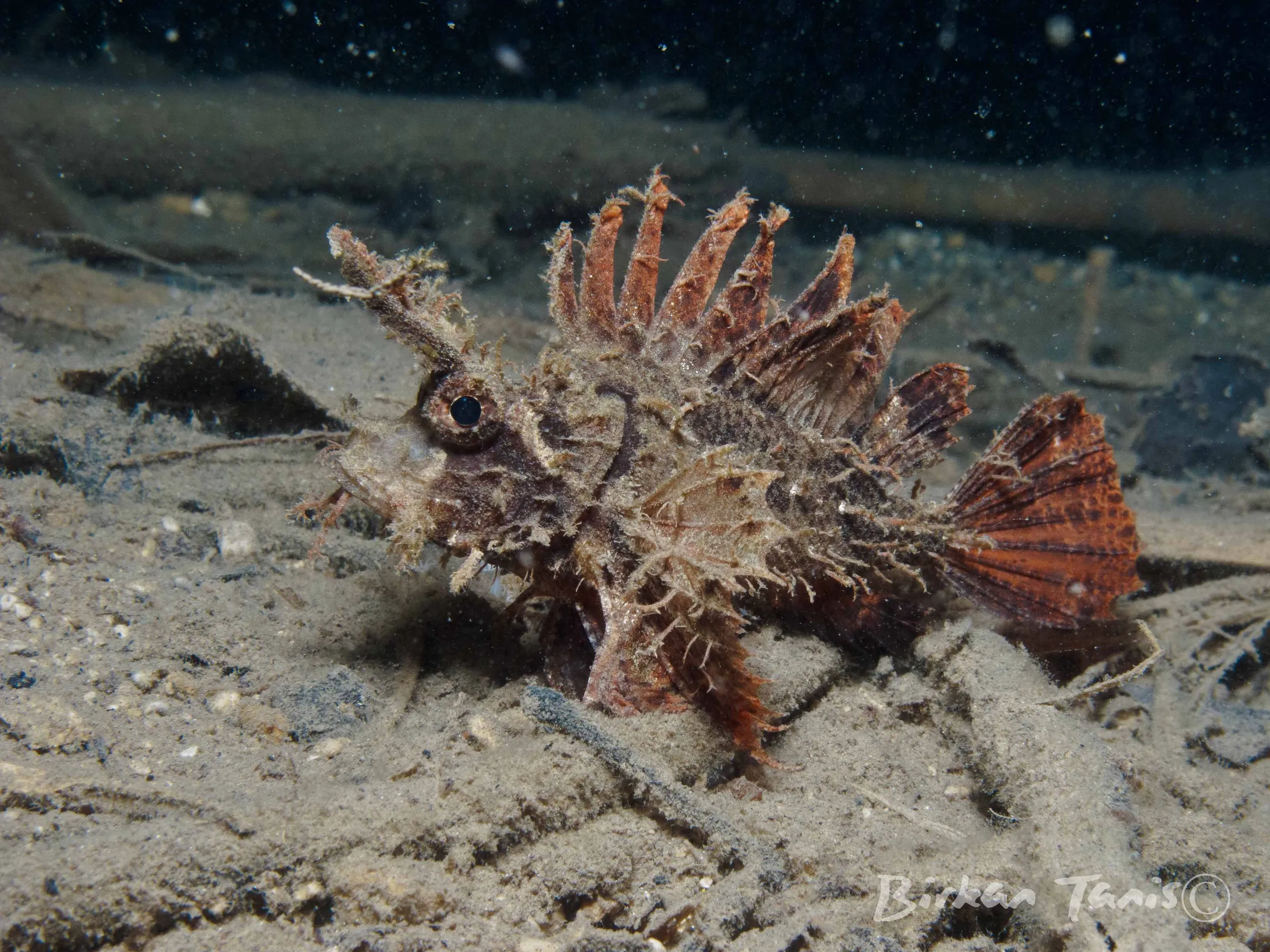 AMbon scorpion fish