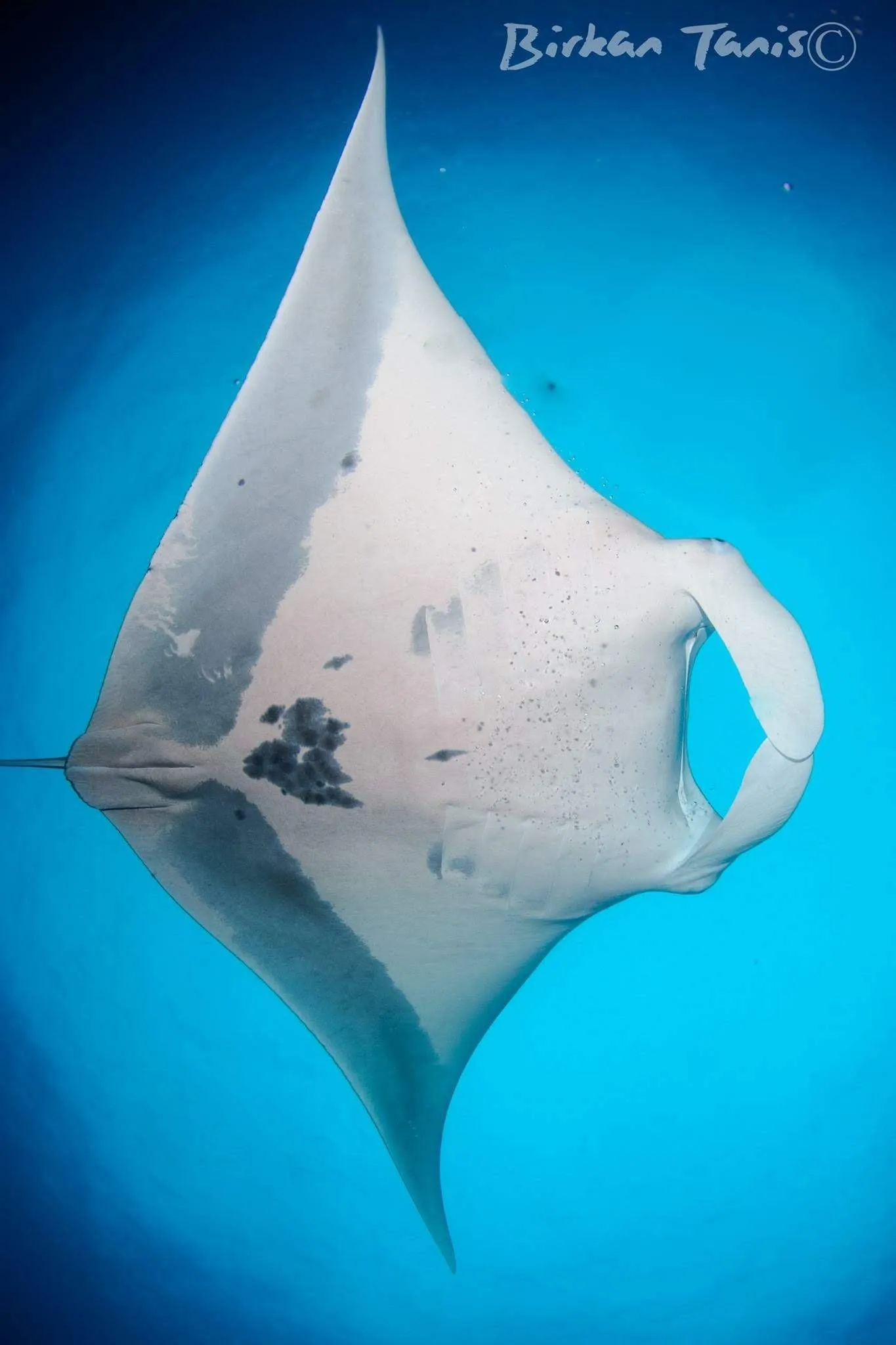 Manta ray