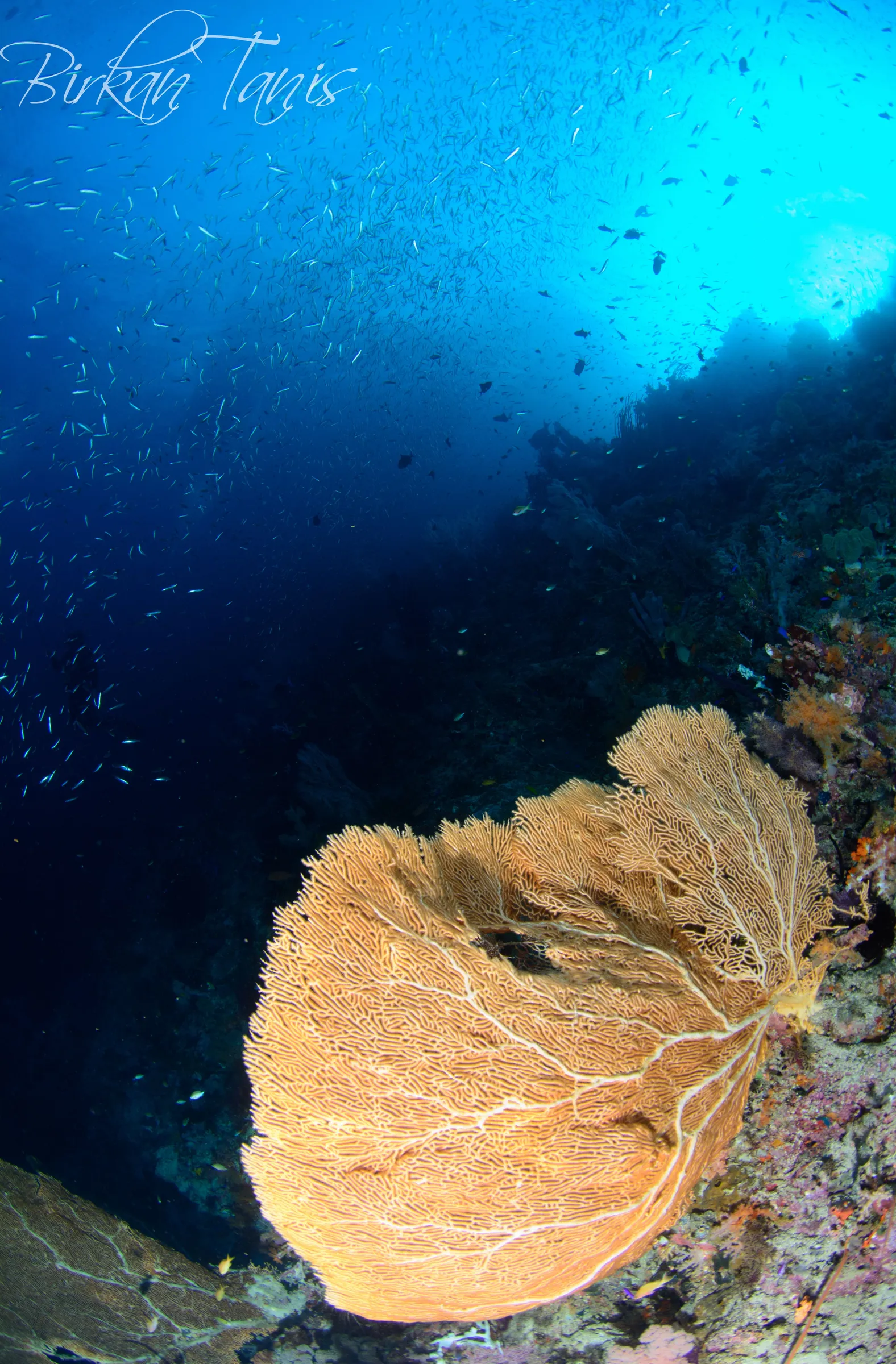 Sea fan on the reef wall